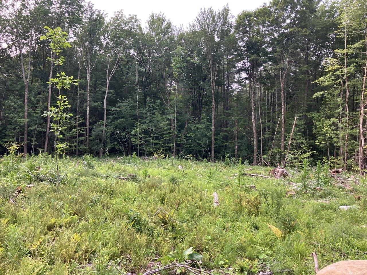 Leicester, Vermont, 05733, United States, ,Land,For Sale,1916983