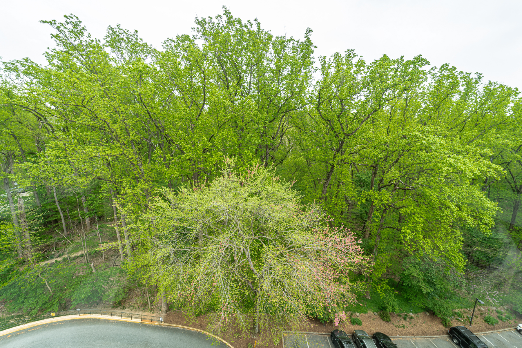  4200 NW Cathedral Avenue NW, Washington, DC, 20016 - 物件實景