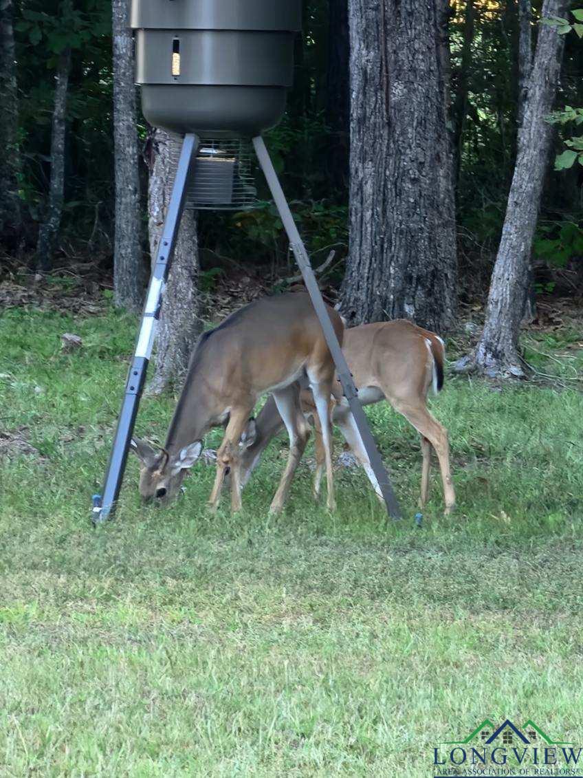 15082 Wisteria Rd., Ore City, Texas, 75683, United States, 2 Bedrooms Bedrooms, ,2 BathroomsBathrooms,Residential,For Sale,15082 Wisteria Rd.,1613063