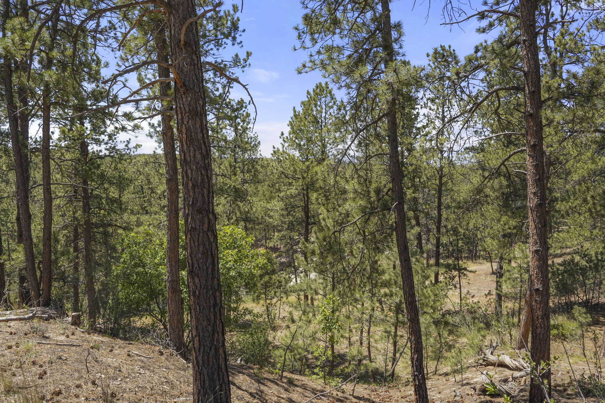 Extremely desirable southwest Black Forest location on stunning 5 wooded acres - 物件實景
