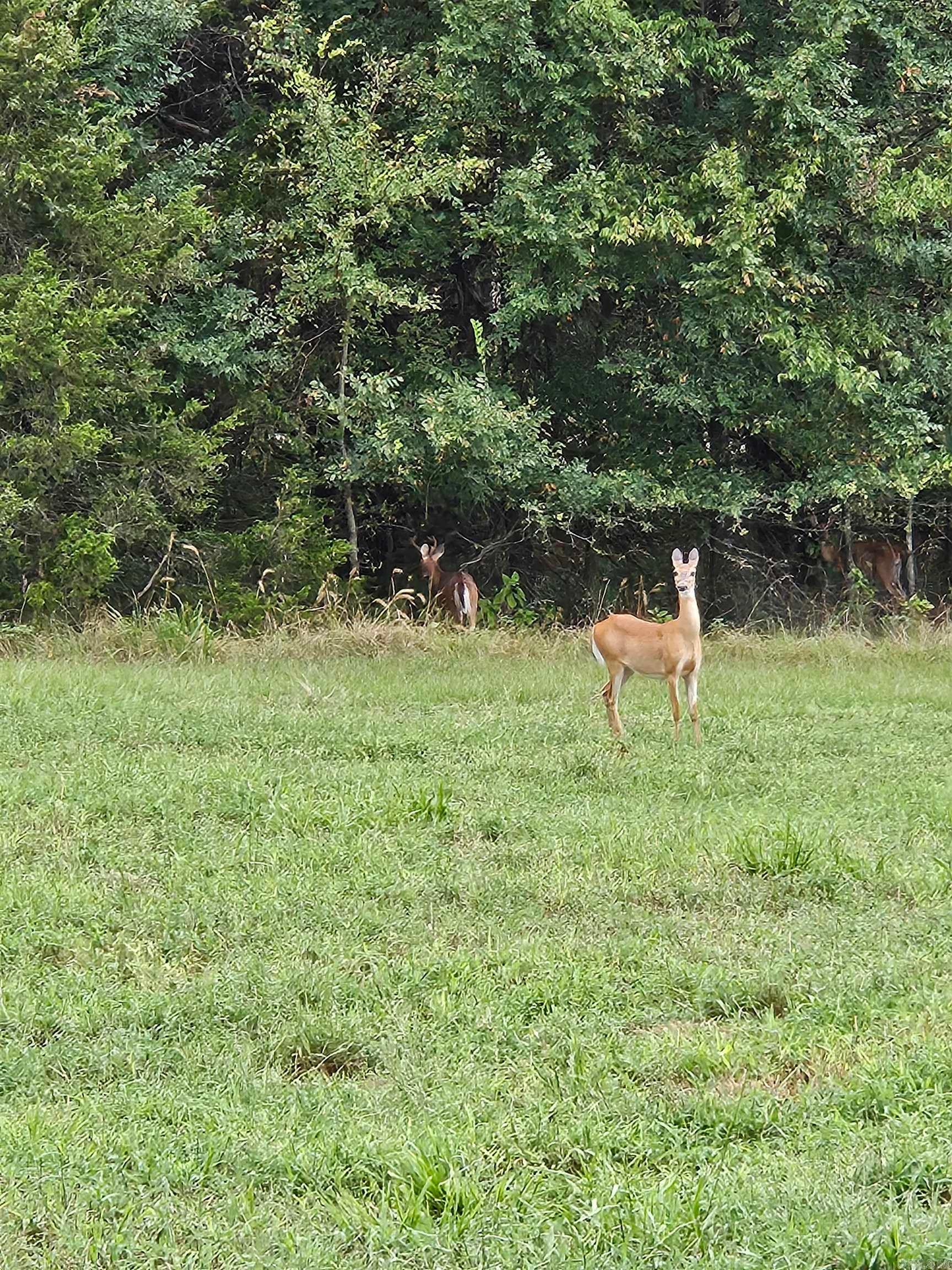 Hattieville, Arkansas, 72063, United States, 3 Bedrooms Bedrooms, ,2 BathroomsBathrooms,Residential,For Sale,1983838