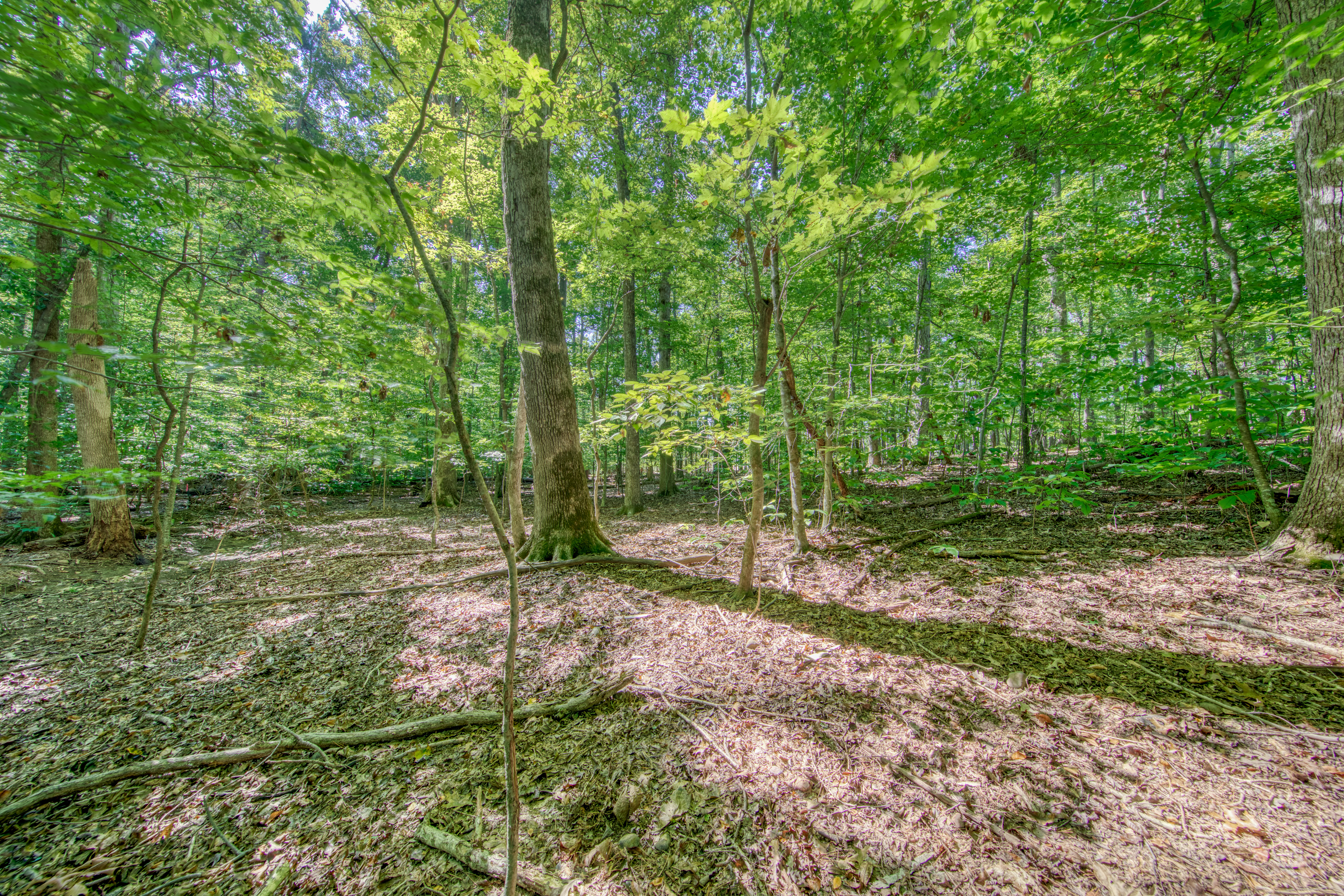  1549 Wise Way, Dandridge, TN 37725 - 物件實景