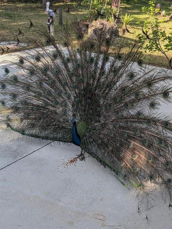 Punta Gorda, Florida, 33982, United States, 1 Bedroom Bedrooms, ,1 BathroomBathrooms,Residential,For Sale,1955631