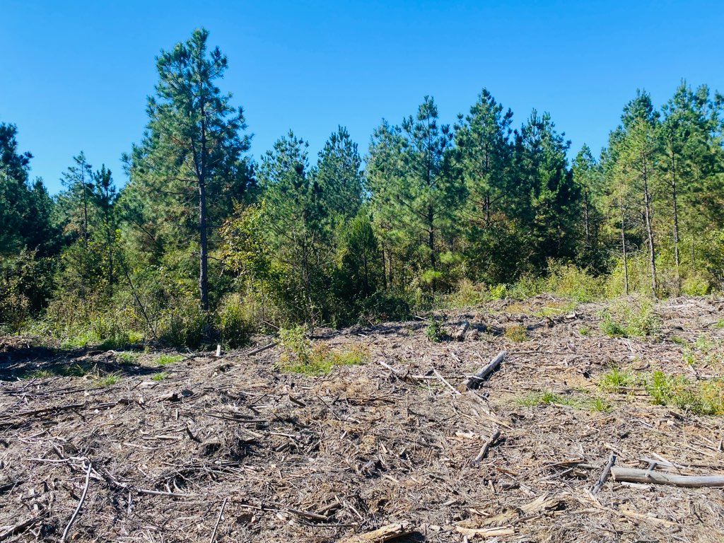 Mena, Arkansas, 71953, United States, ,Land,For Sale,1973758