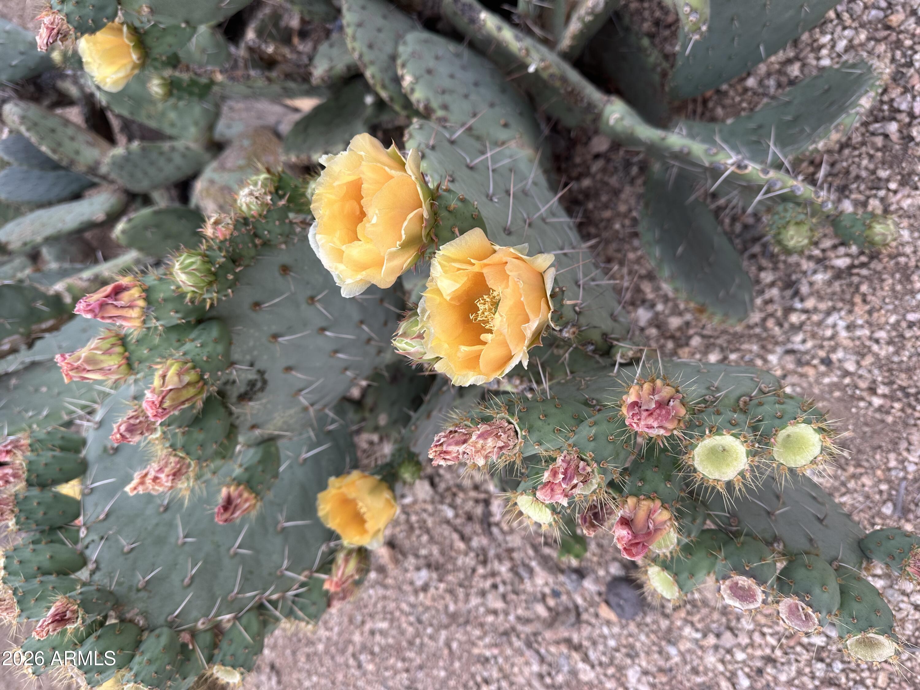  1121 W Aster Drive  Phoenix, AZ - 物件實景