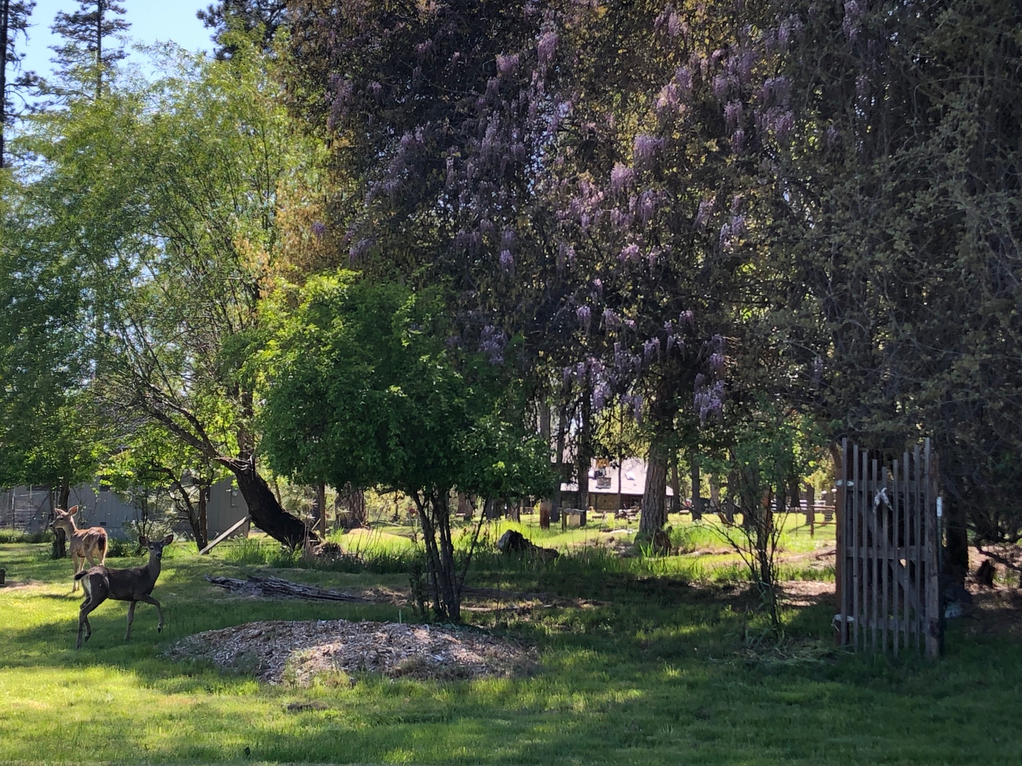 Lewiston, California, 96052, United States, 3 Bedrooms Bedrooms, ,3 BathroomsBathrooms,Residential,For Sale,1937334