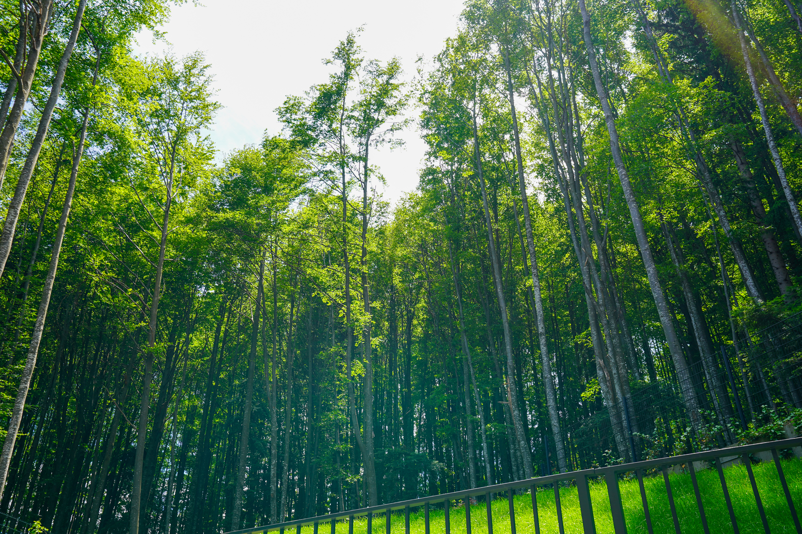  Modern Apartment with Private Garden at the Edge of the Forest, Sinaia - 物件實景
