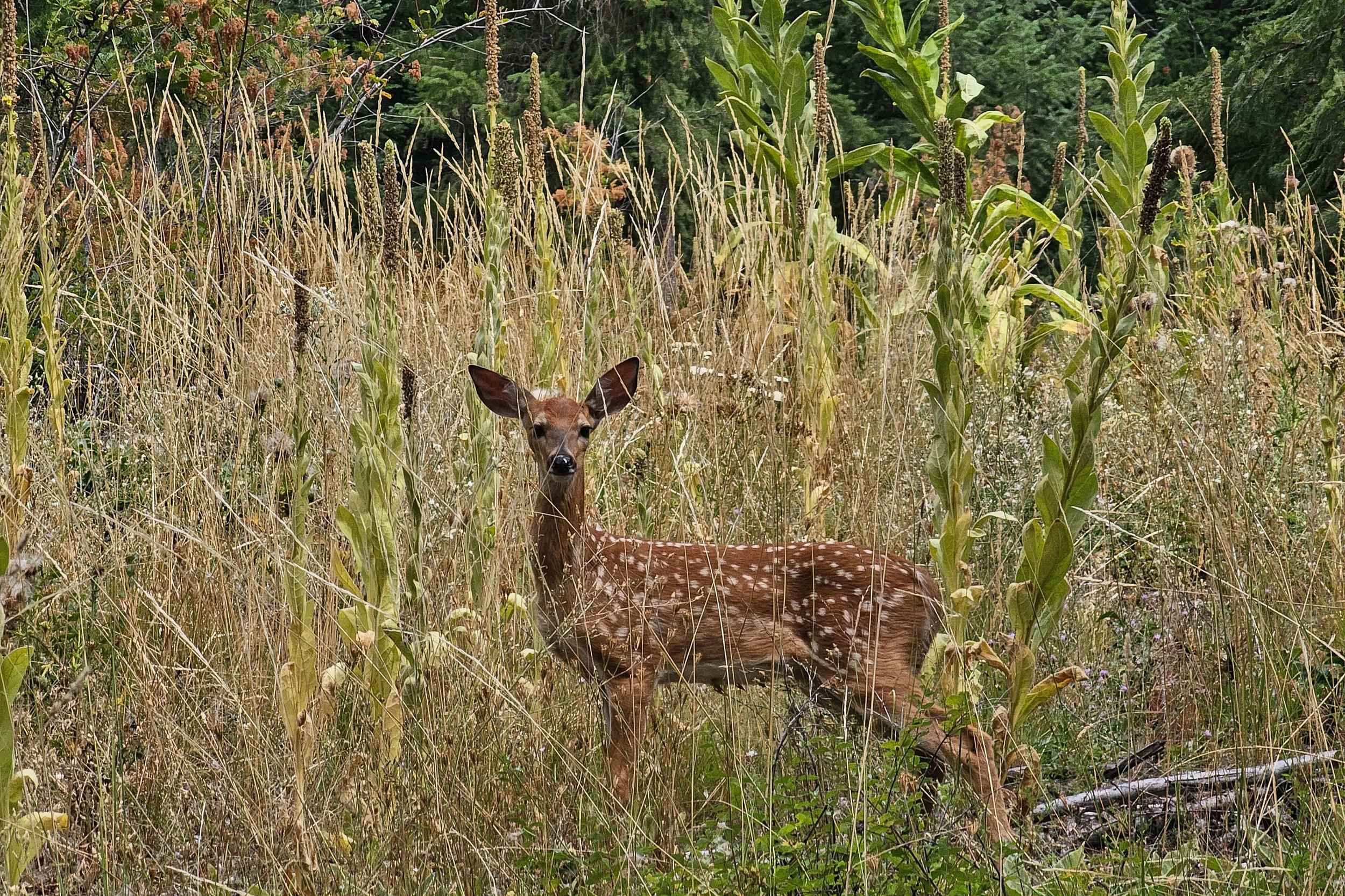 Addy, Washington, 99101, United States, 3 Bedrooms Bedrooms, ,3 BathroomsBathrooms,Residential,For Sale,1978880