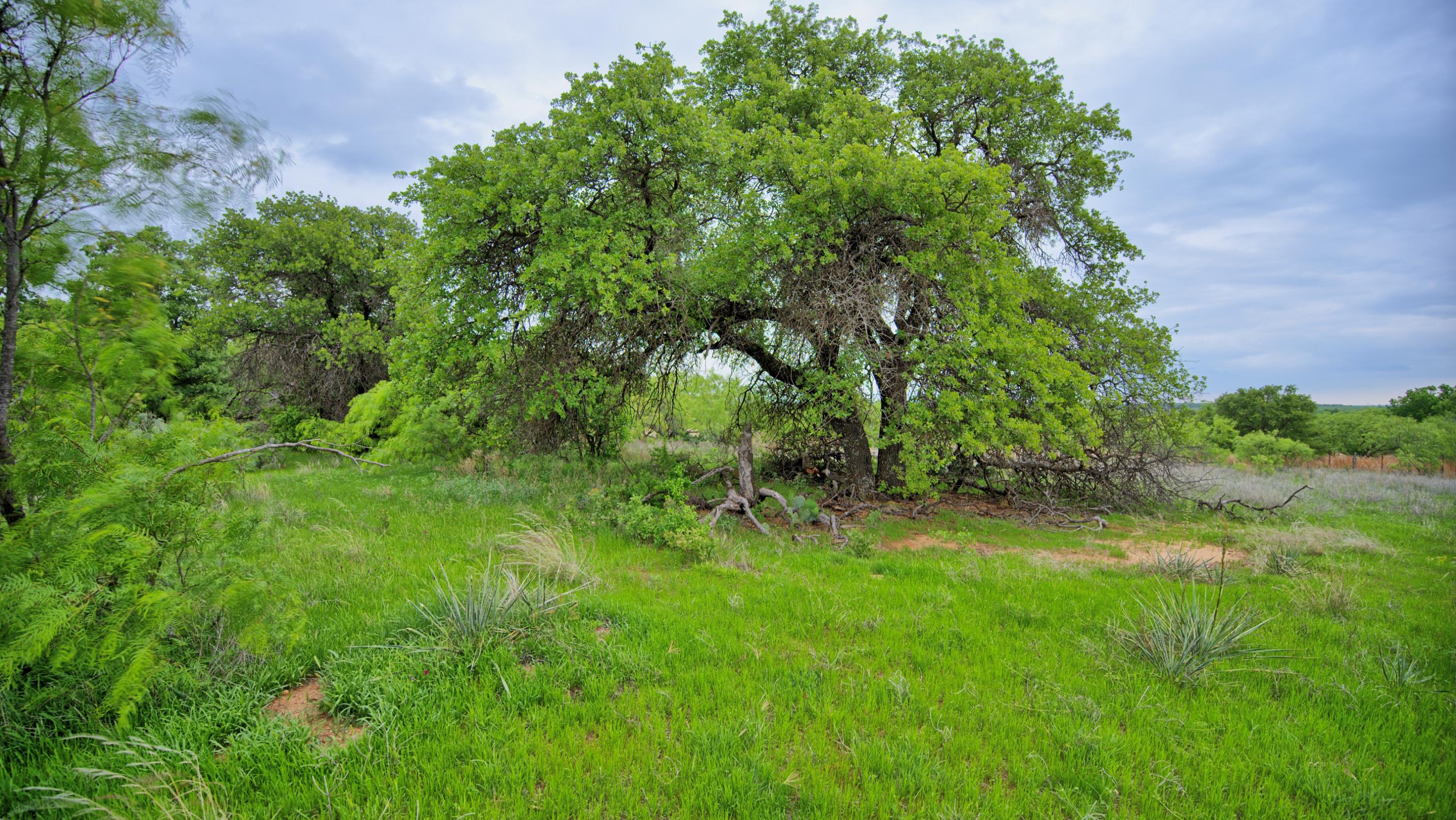  95 Acres in Clay County - 物件實景