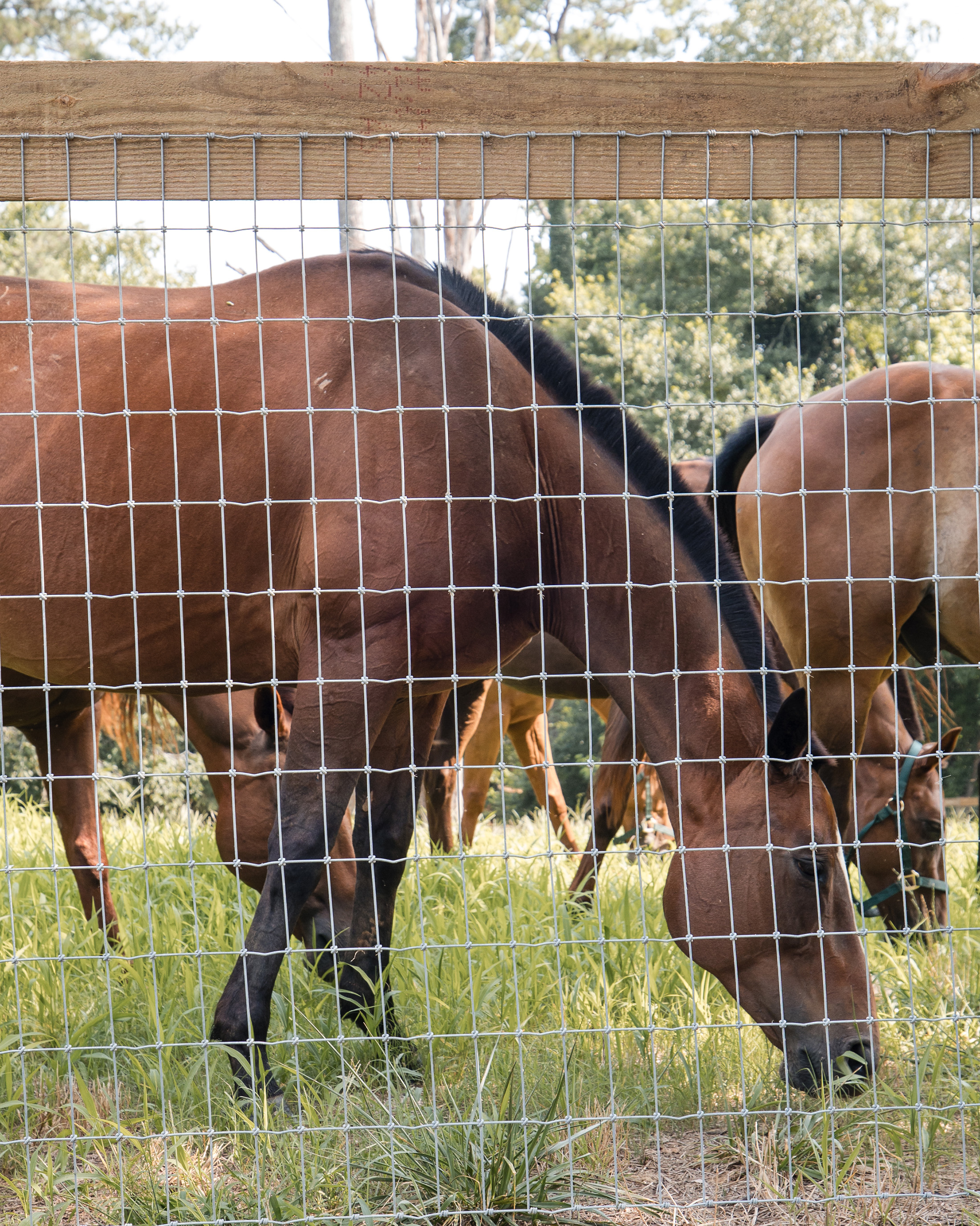  Rare Equestrian Facility with Prestigious Address - 物件實景