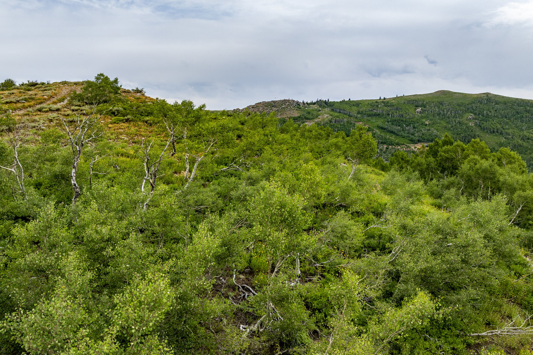  24 Acre Development Parcel in Bonanza Flats - 物件實景
