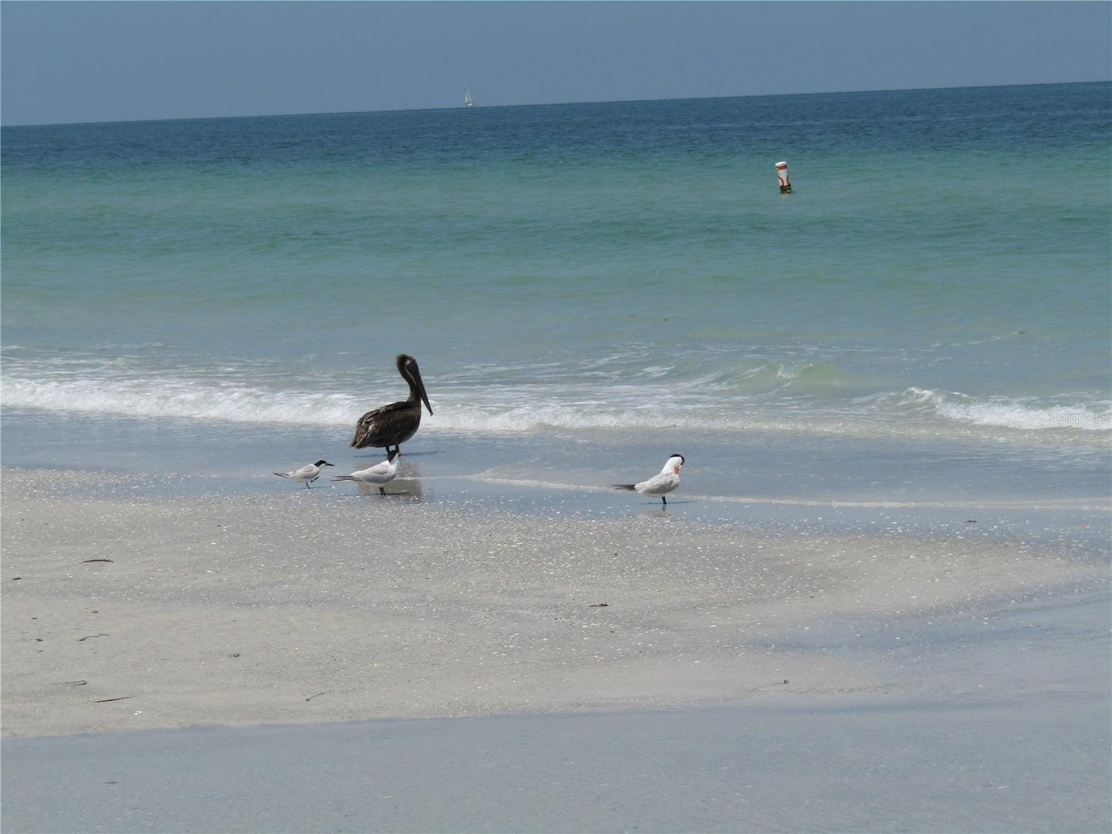 BELLEAIR BEACH, Florida, 33786, United States, 2 Bedrooms Bedrooms, ,2 BathroomsBathrooms,Residential,For Sale,1869457