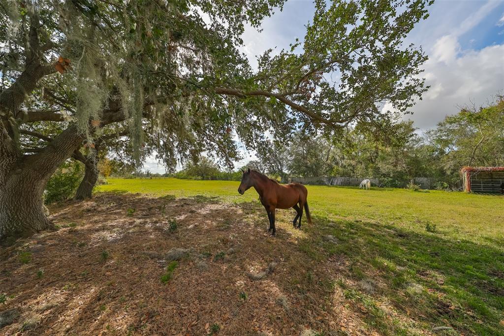 Wimauma, Florida, 33598, United States, ,Land,For Sale,1975638