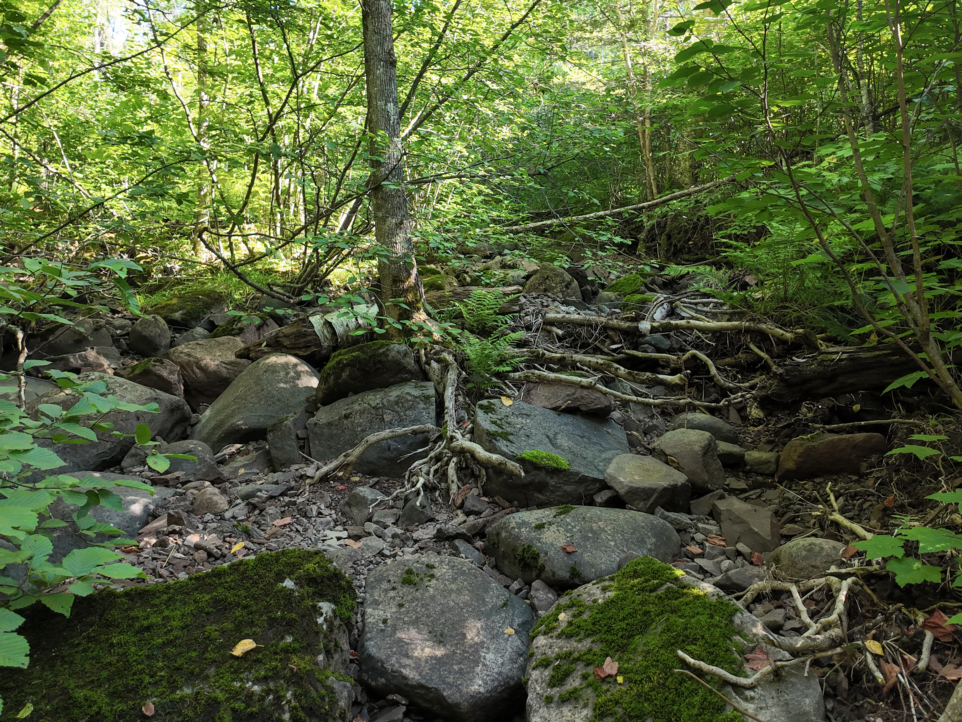  A Rare North Shore Homesite Near Grand Marais - 物件實景
