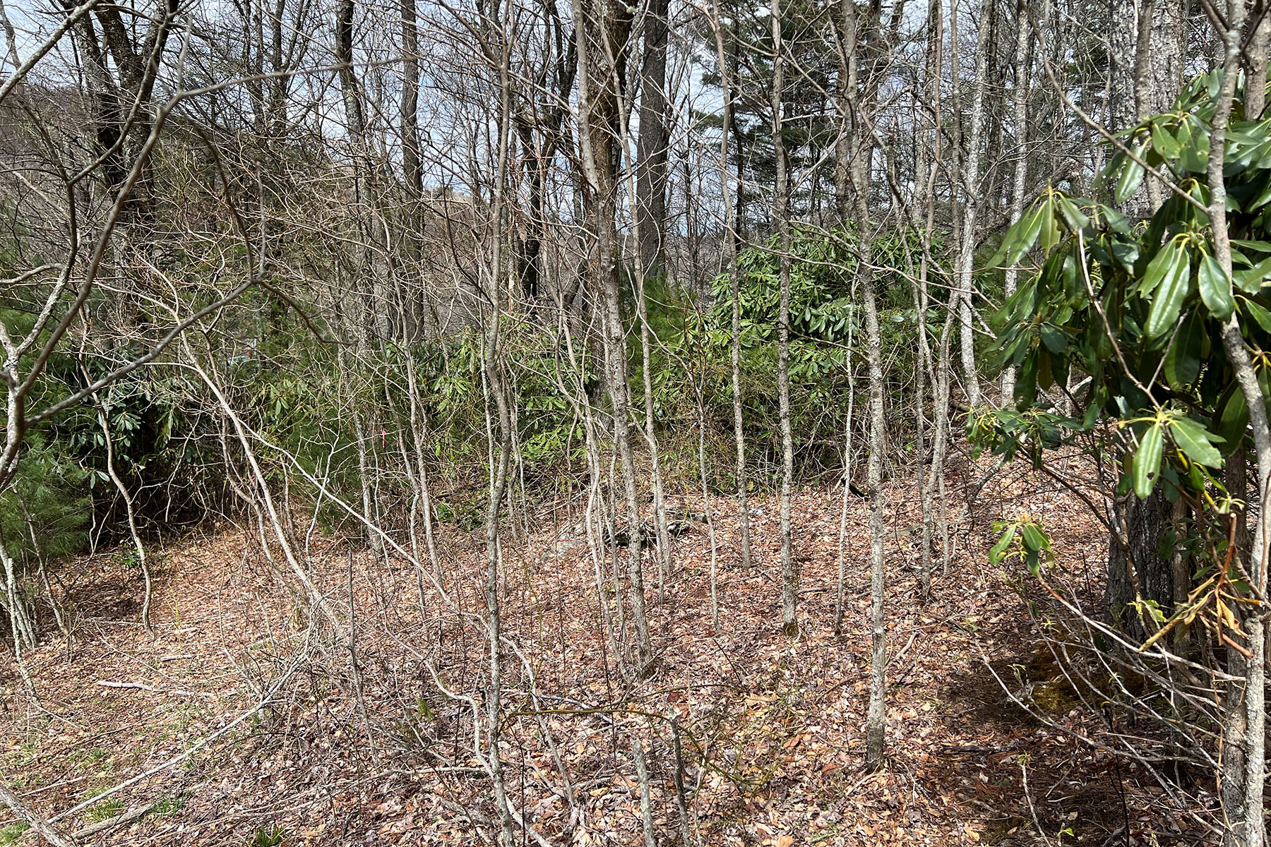  CRAIGS FOREST - BLOWING ROCK - 物件實景