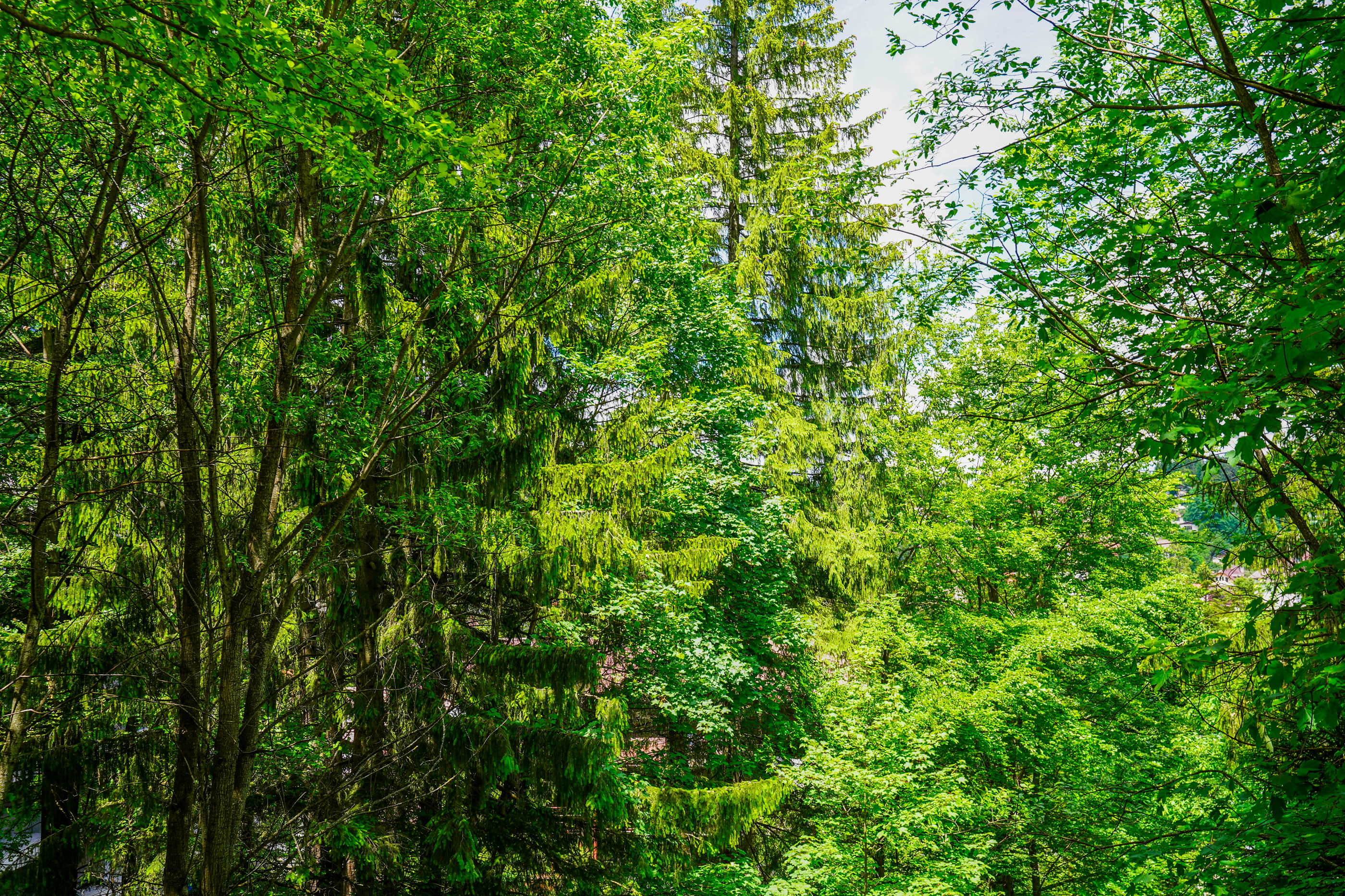  Modern Apartment with Private Garden at the Edge of the Forest, Sinaia - 物件實景