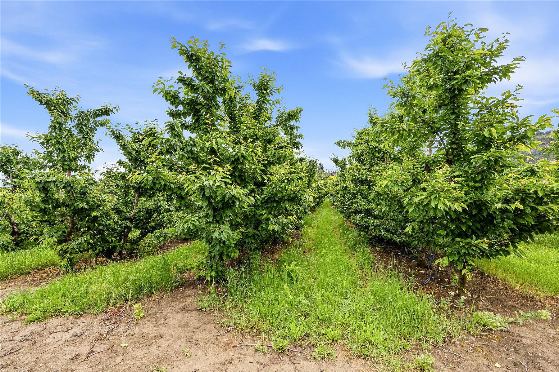  Glenmore Farm Acreage - 物件實景