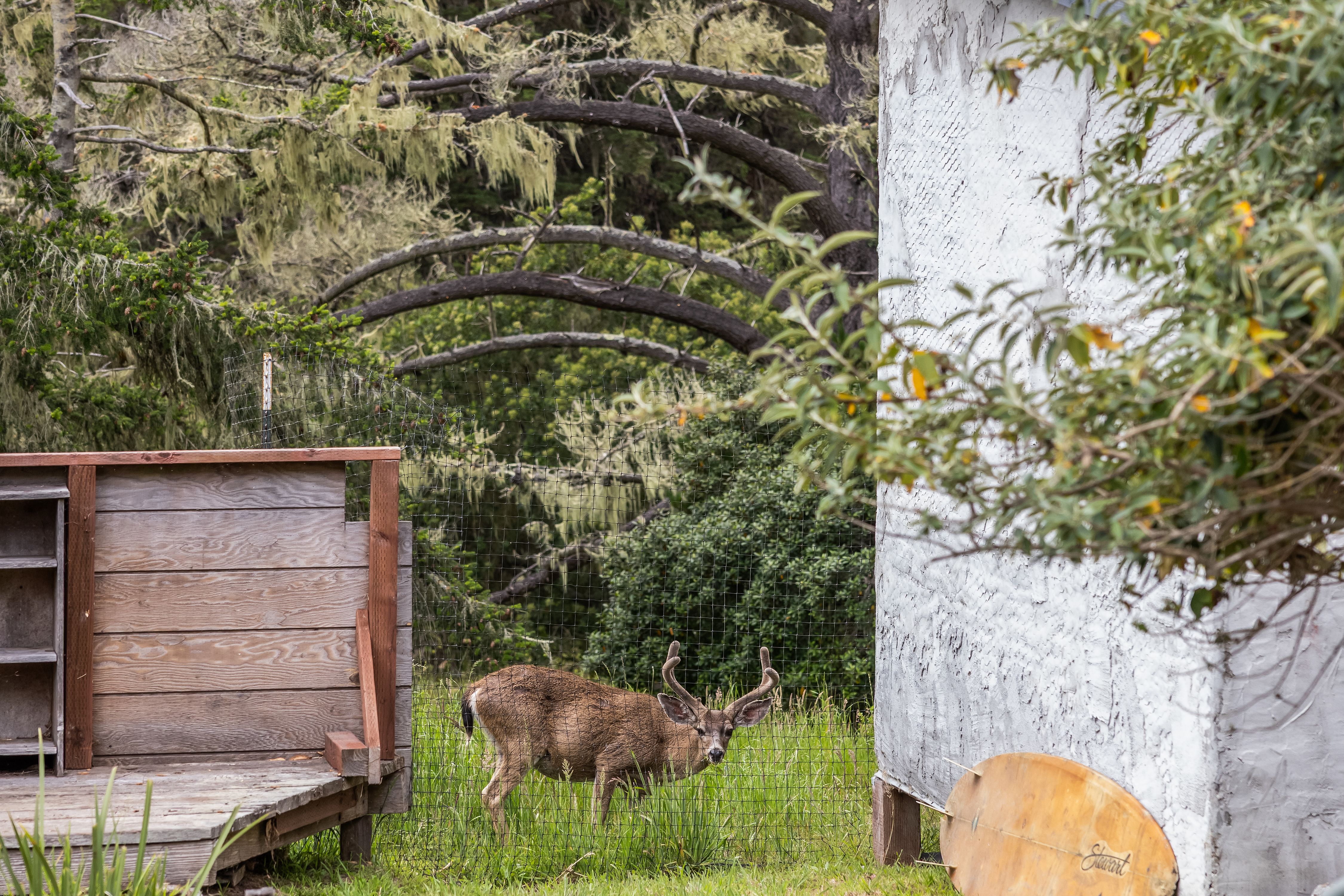  Radiant Residence, Natural Habitat in Bolinas - 物件實景