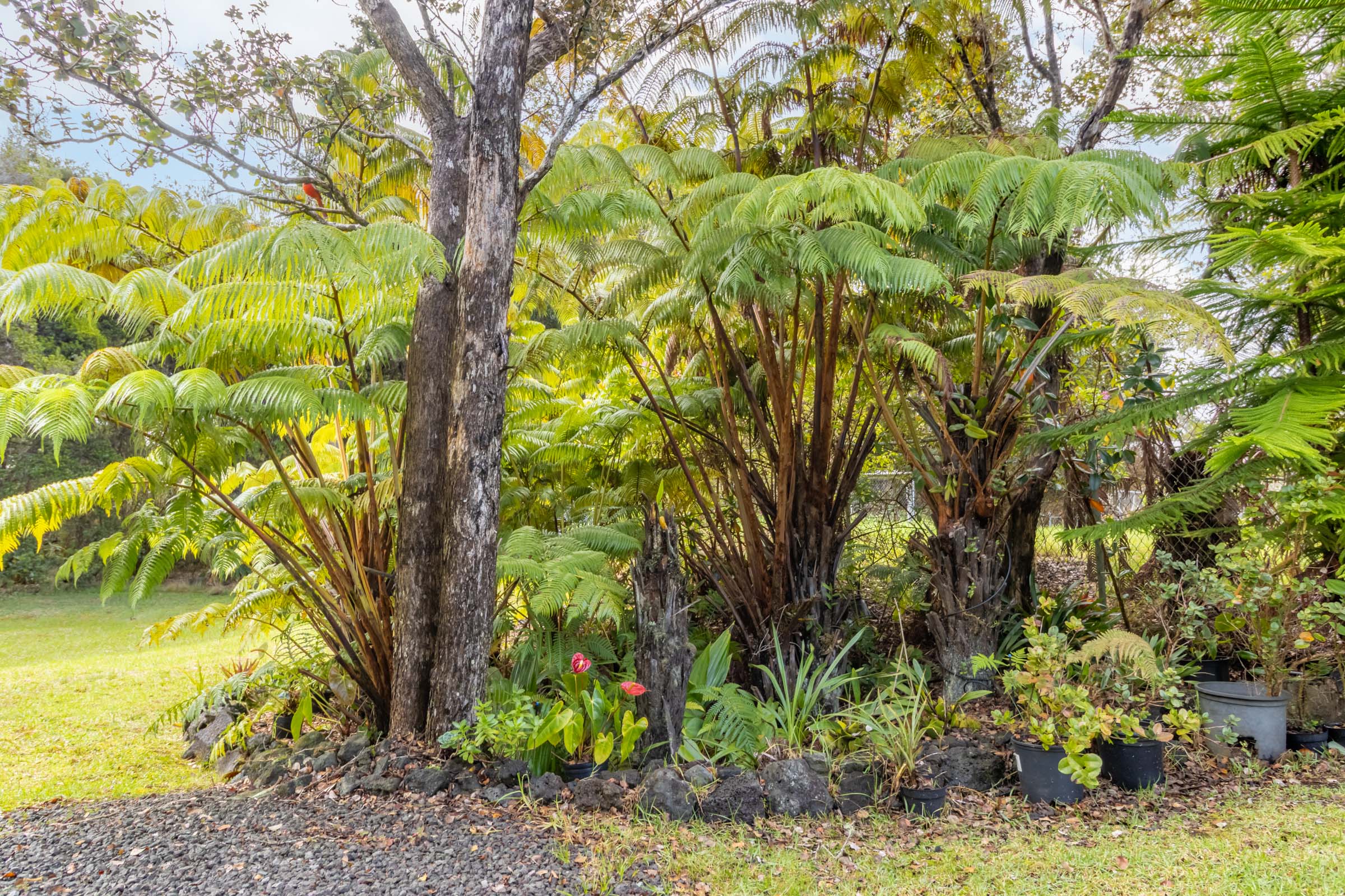 Volcano, Hawaii, 96785, United States, 3 Bedrooms Bedrooms, ,2 BathroomsBathrooms,Residential,For Sale,1971396