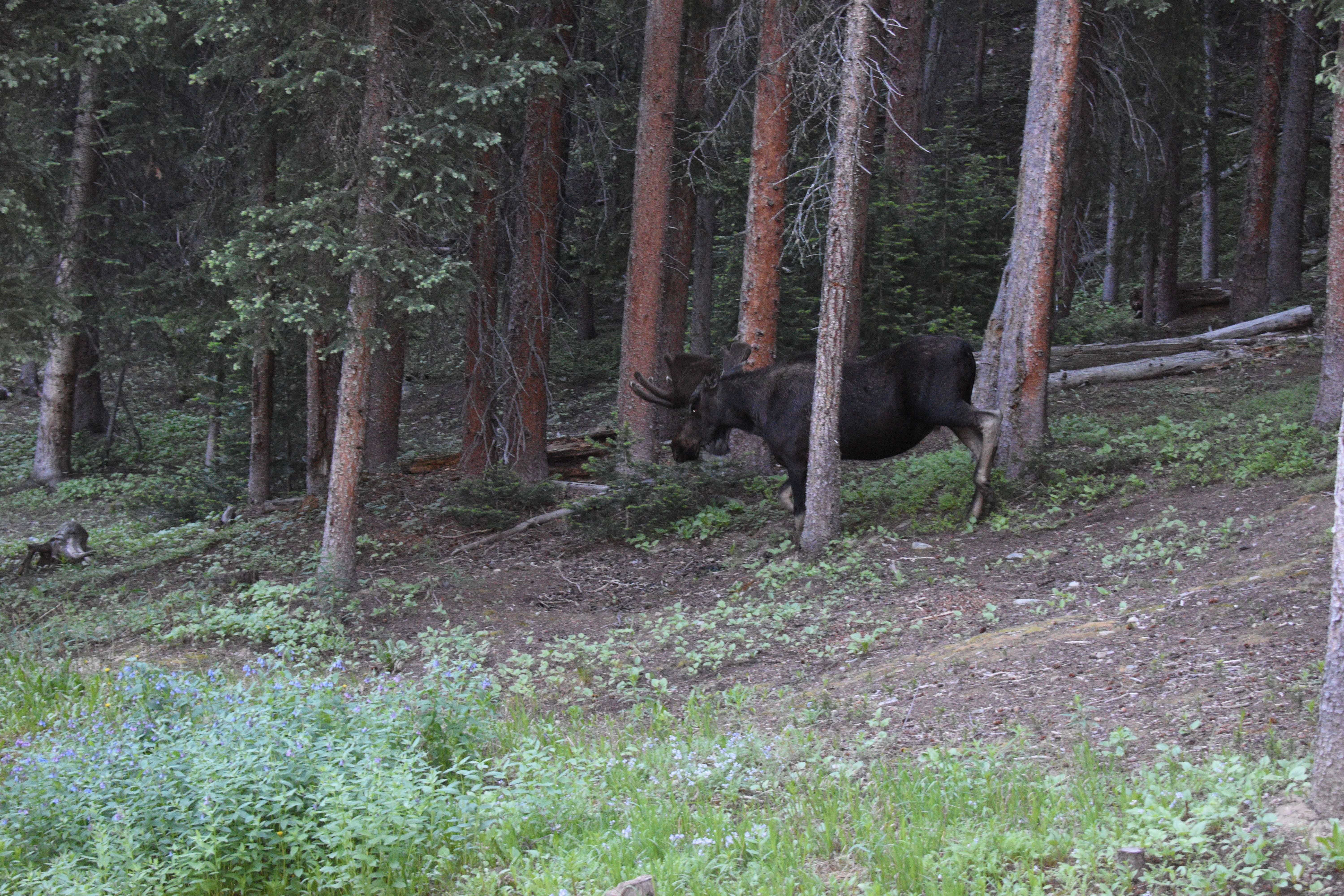  Cozy Cabin 1/2 Acre Backing to National Forest and Minutes from Main Street - 物件實景