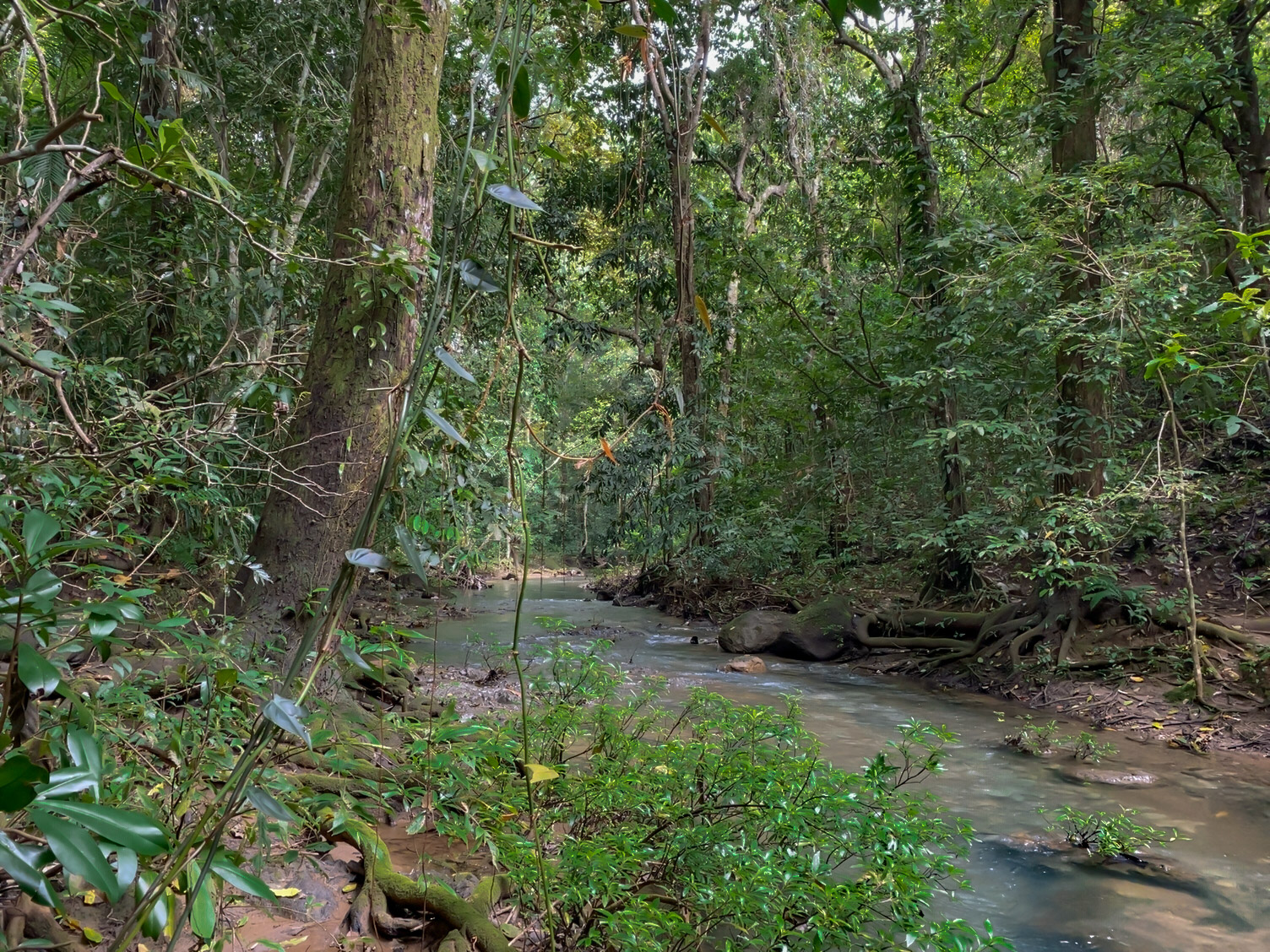 Las Delicias, Delicias, Puntarenas, CR, ,Land,For Sale,Las Delicias,1613556