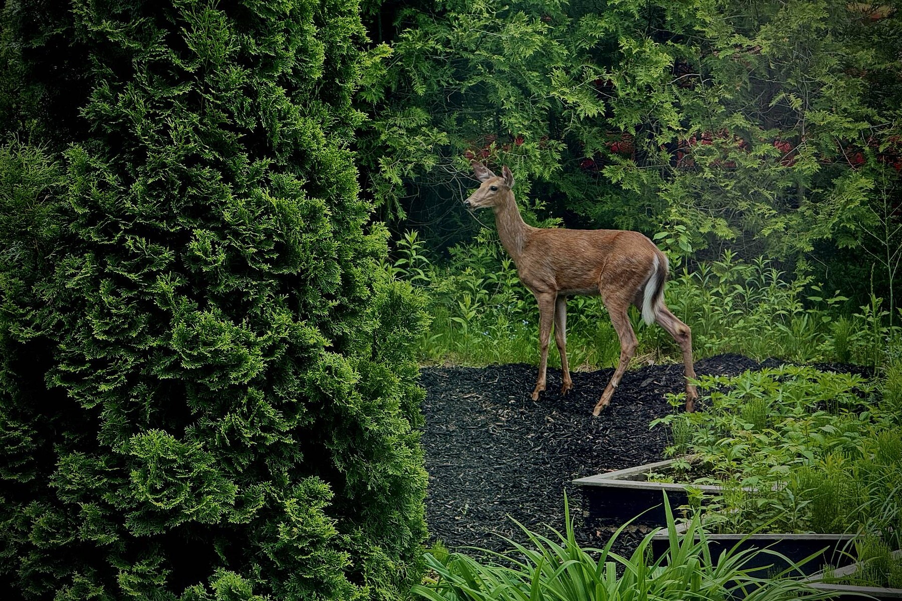  Sainte-Agathe-des-Monts, Laurentides - 物件實景