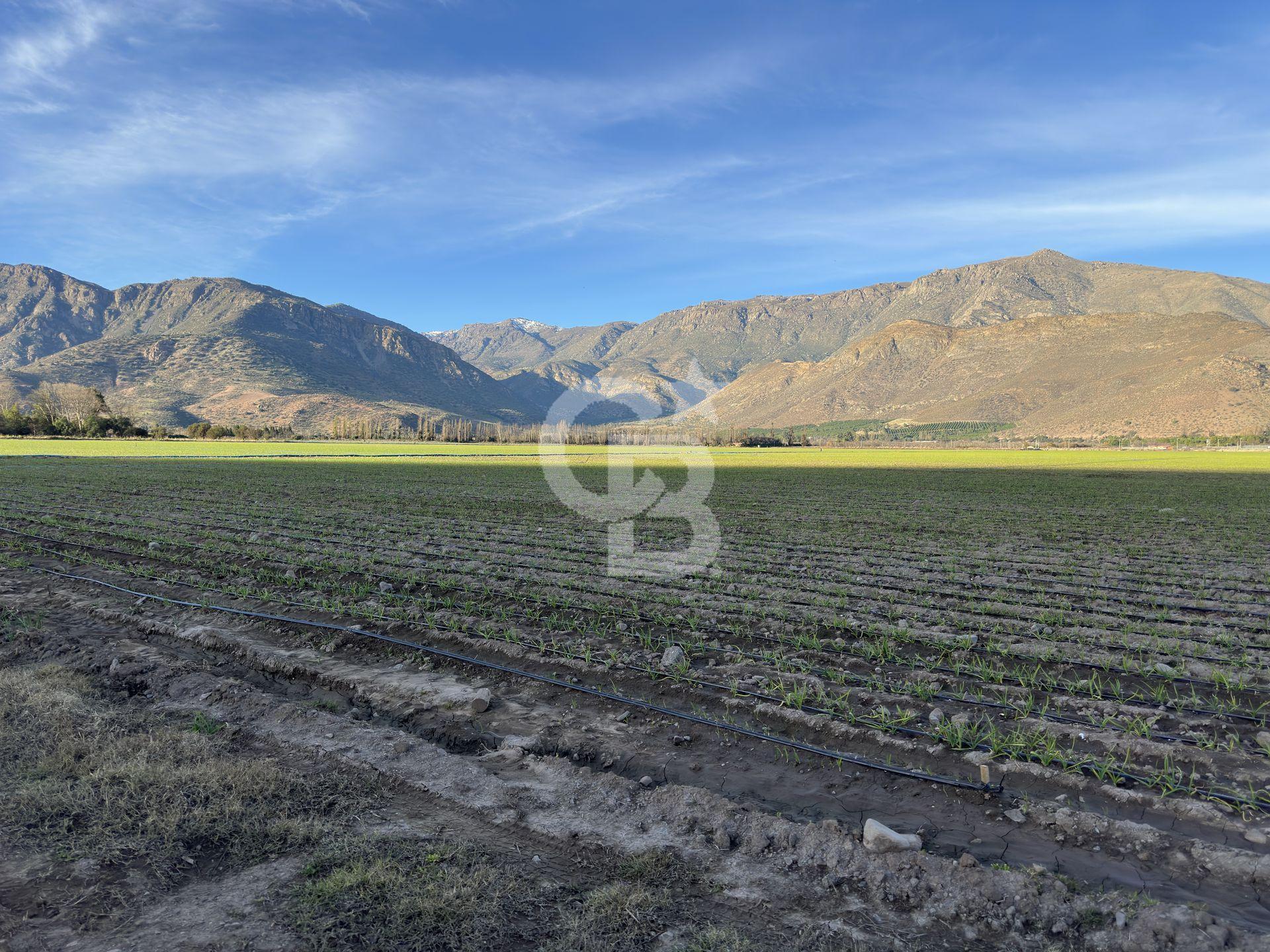 Catemu, Chile, ,Residential,For Sale,1971314