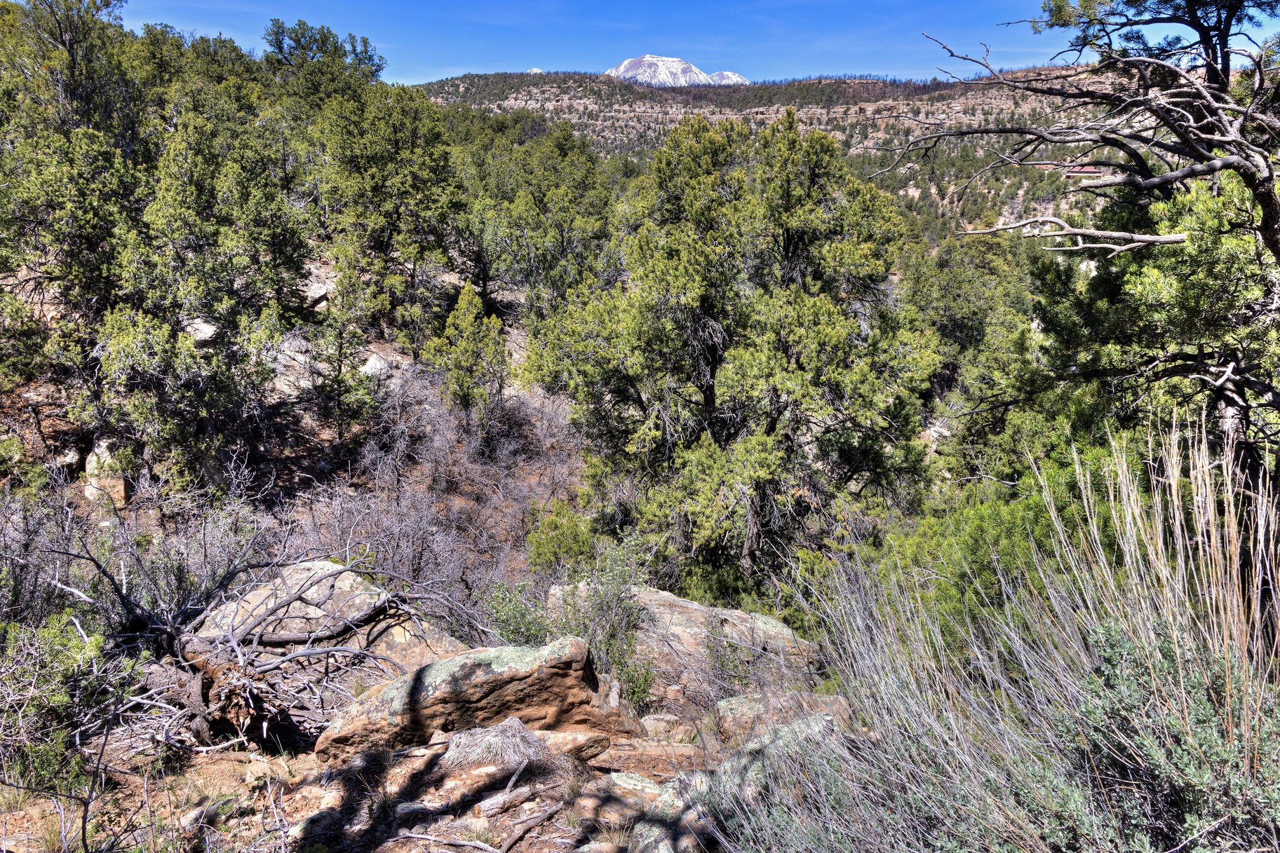  Secluded 18 Acre Wooded Lot In Old La Sal Utah - 物件實景