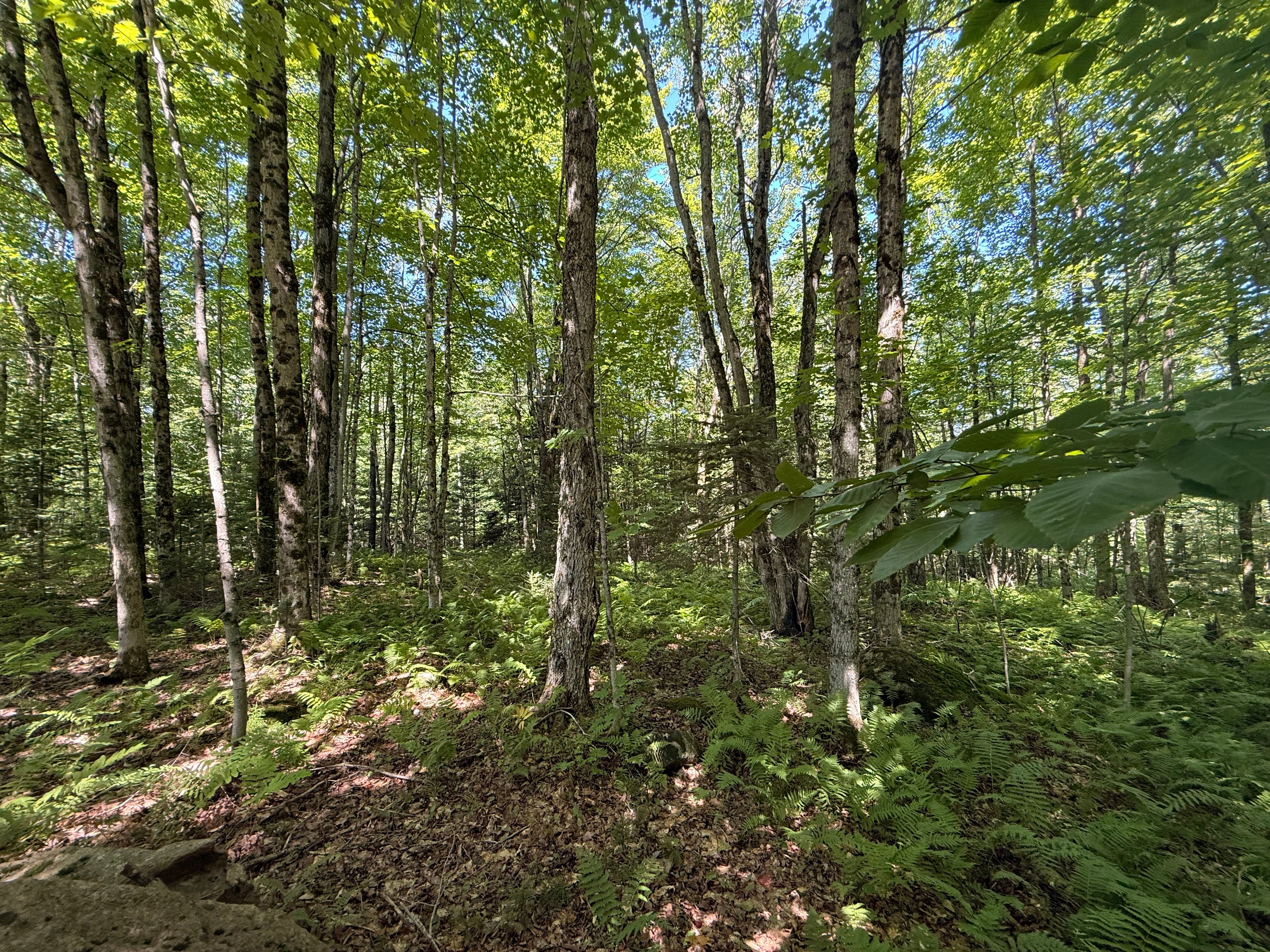  TBD Cook Road, St. Regis Falls, NY 12980 - 物件實景