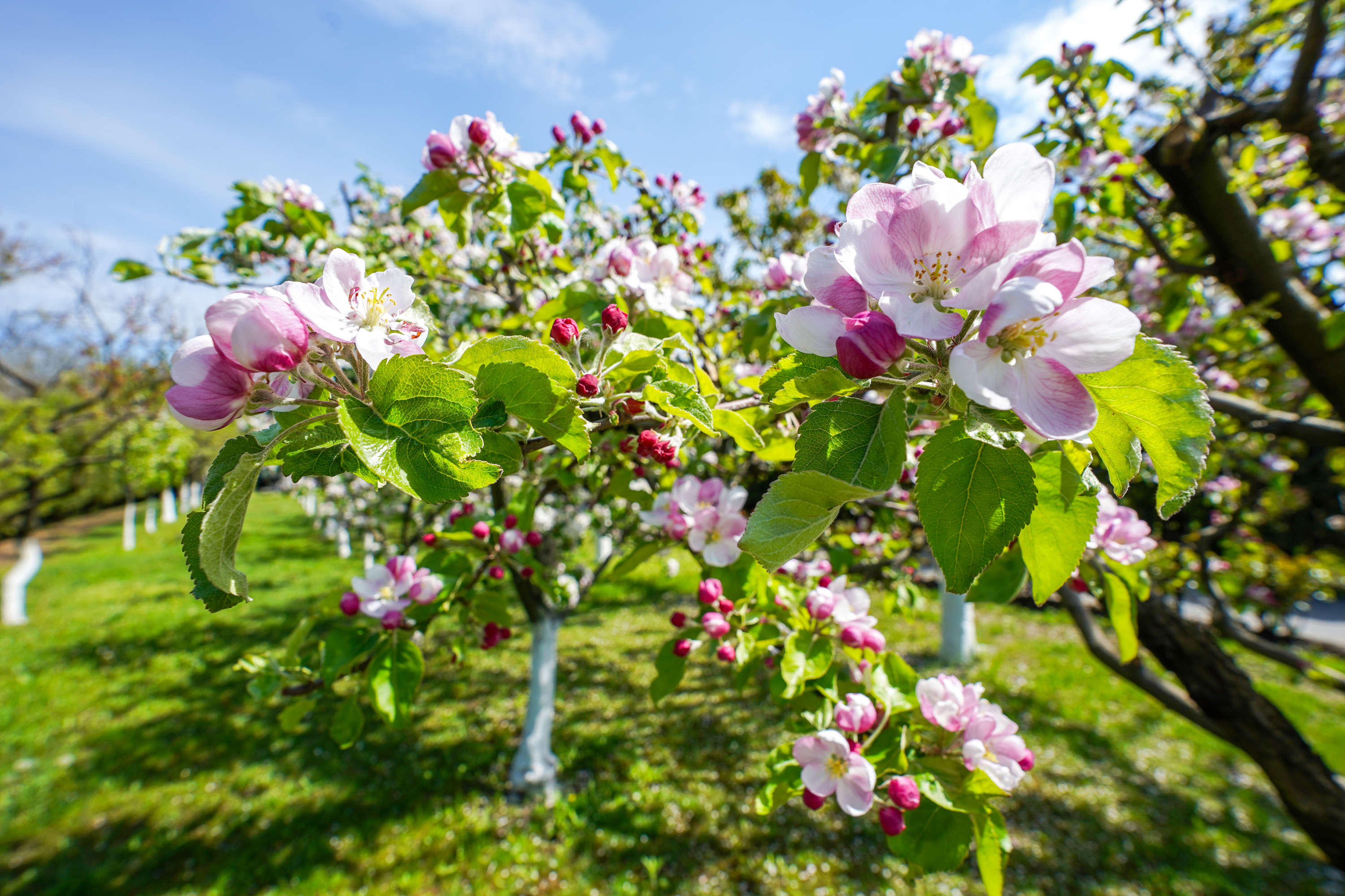  Luxury Villa in a Prime Educational Hub, Pipera - 物件實景