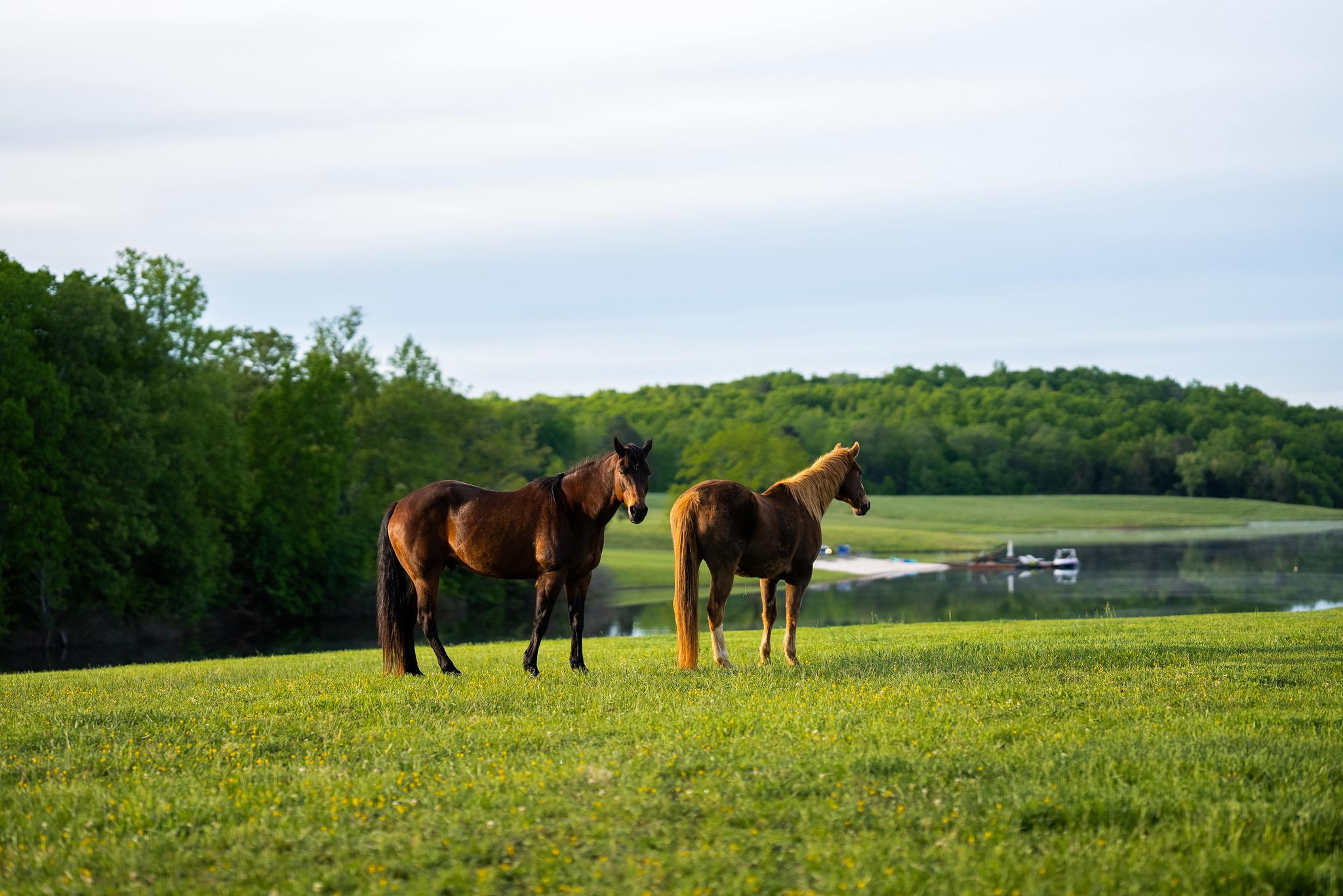 6887 Blenheim Road, Scottsville, VA, 24590 - 物件實景