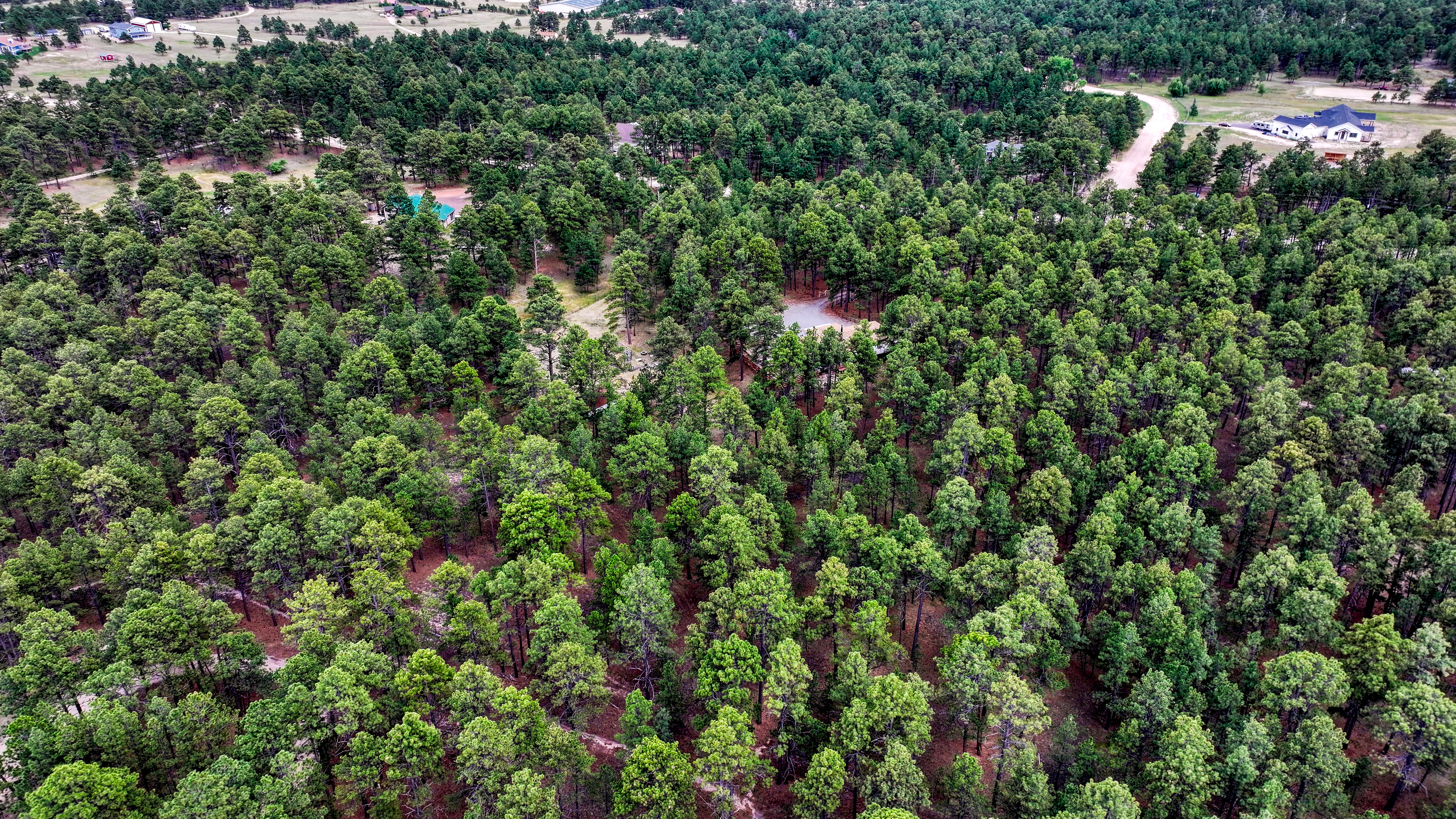  Meticulously maintained ranch-style home in sought-after Black Forest - 物件實景