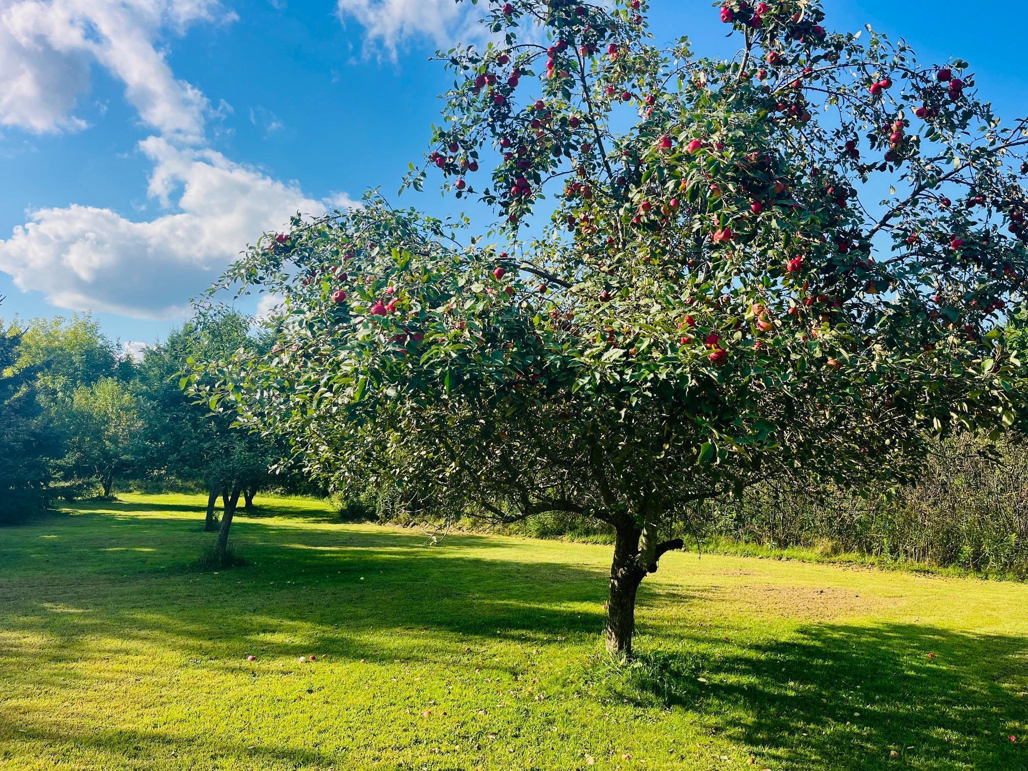Osceola, Wisconsin, 54009, United States, 3 Bedrooms Bedrooms, ,Residential,For Sale,1979617