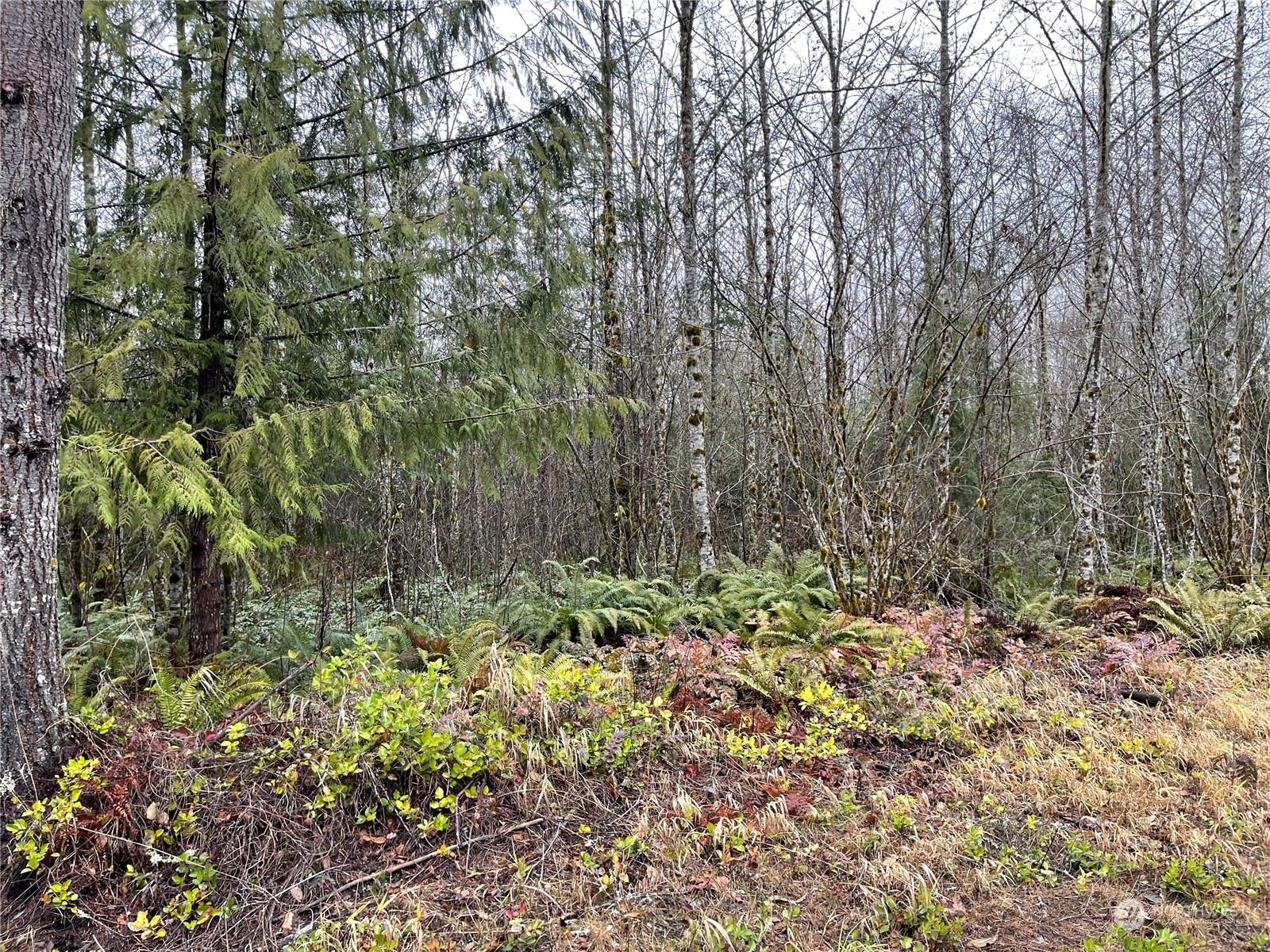 1 Xx Oppelt Road, Onalaska, Washington, 98570, United States, ,Land,For Sale,1 Xx Oppelt Road,1446946