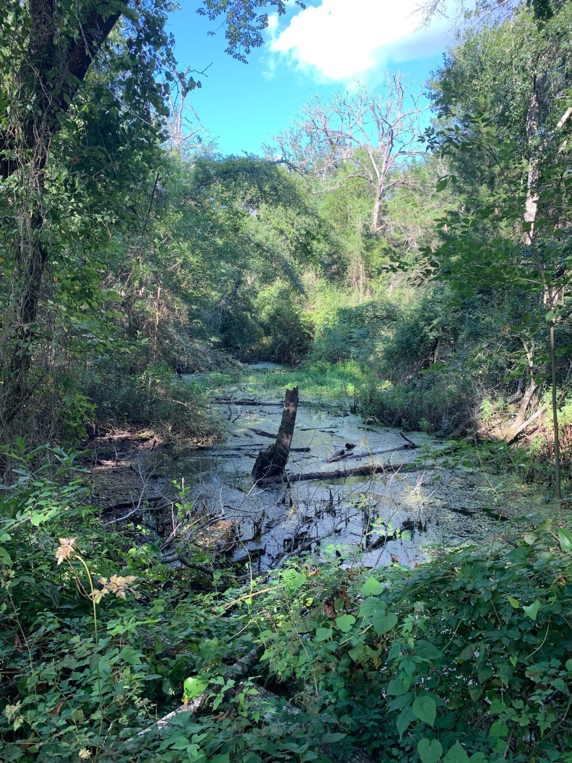 5632 County Road 317, Caldwell, Texas, 77836, United States, ,Land,For Sale,5632 County Road 317,1626286
