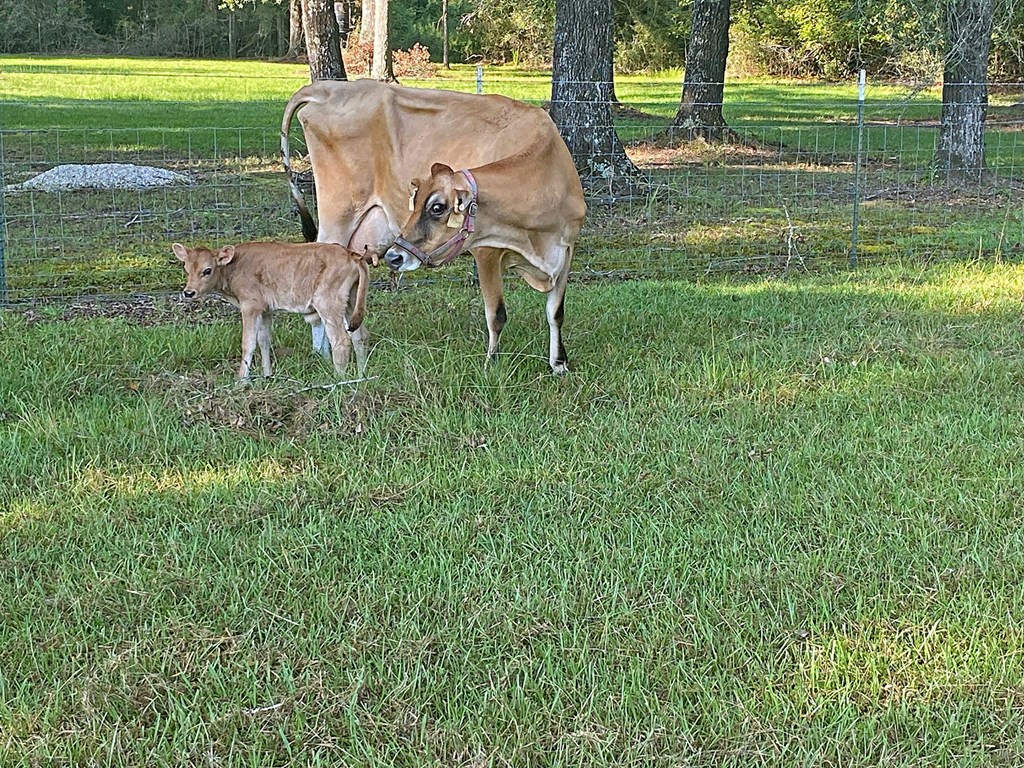 Huntington, Texas, 75949, United States, 4 Bedrooms Bedrooms, ,3 BathroomsBathrooms,Residential,For Sale,2009235