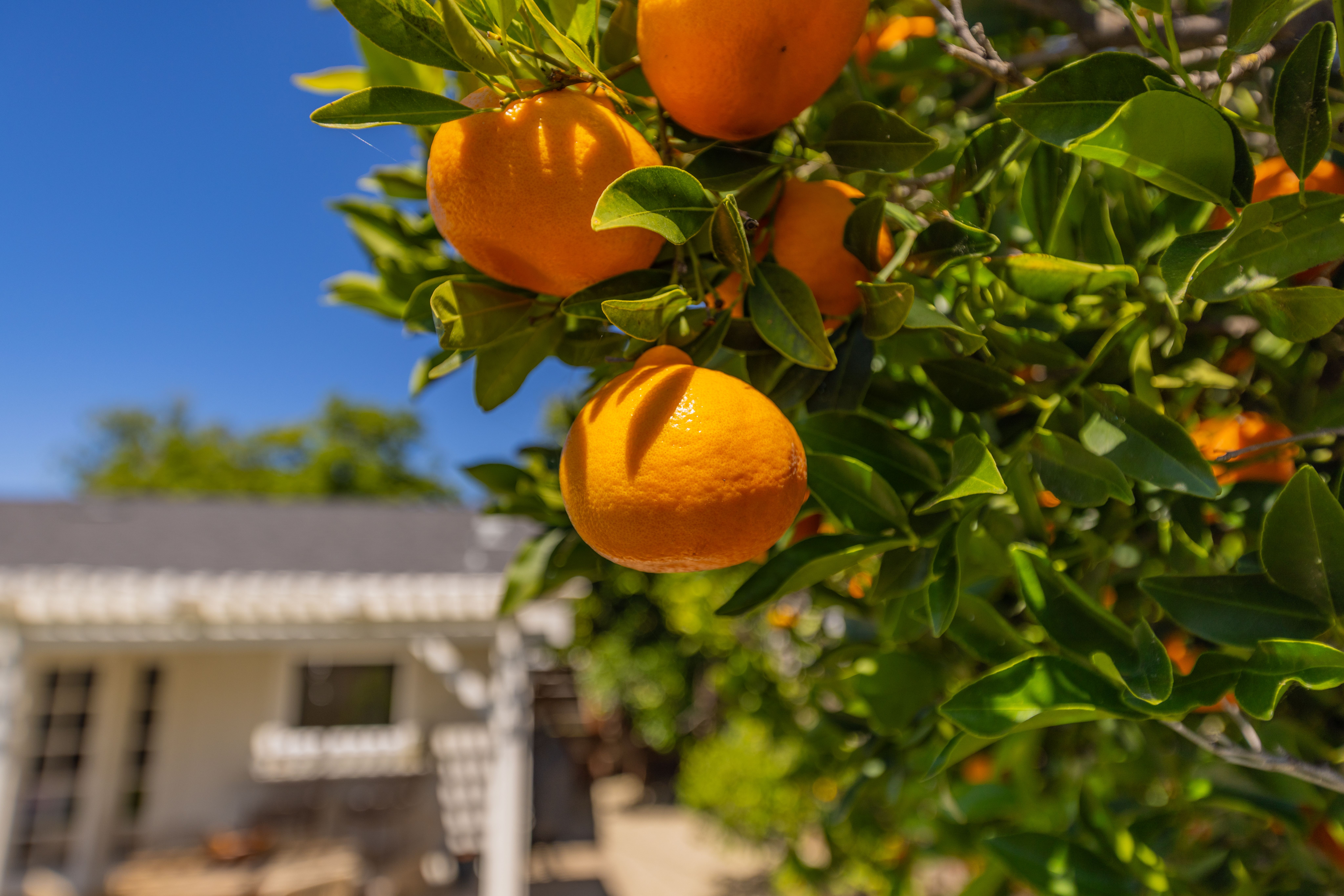  1402 Drown Avenue, Ojai, CA 93023 - 物件實景