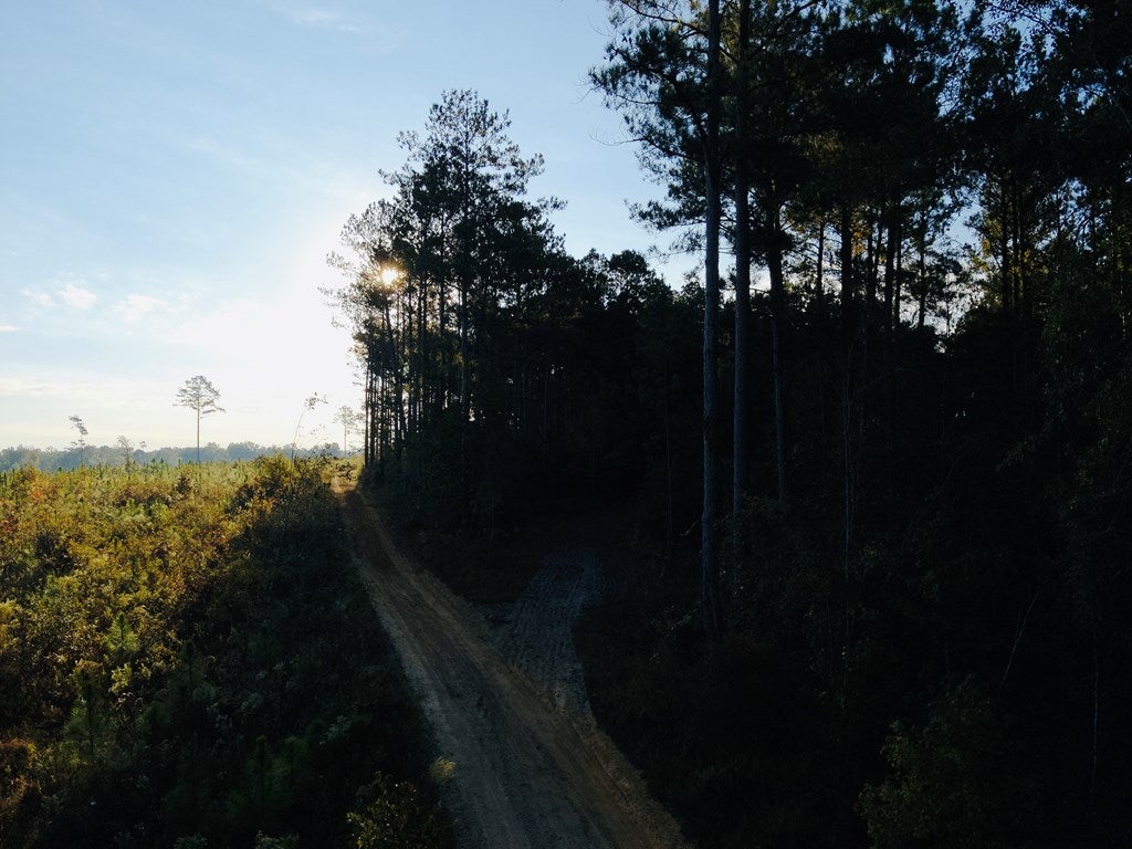 Abbeville, Georgia, 31001, United States, ,Land,For Sale,1975130