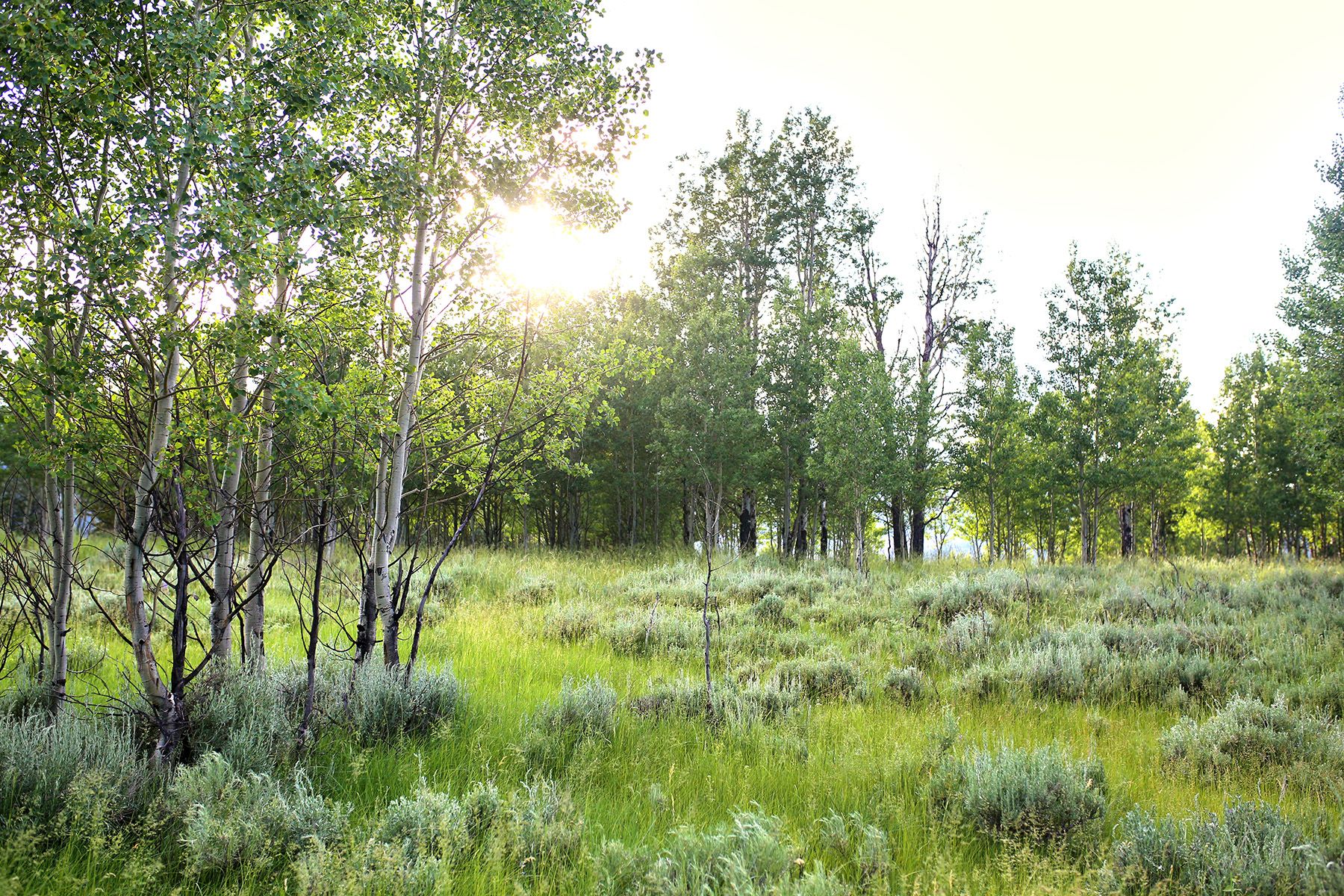  Snake River Sporting Club Lot - 物件實景