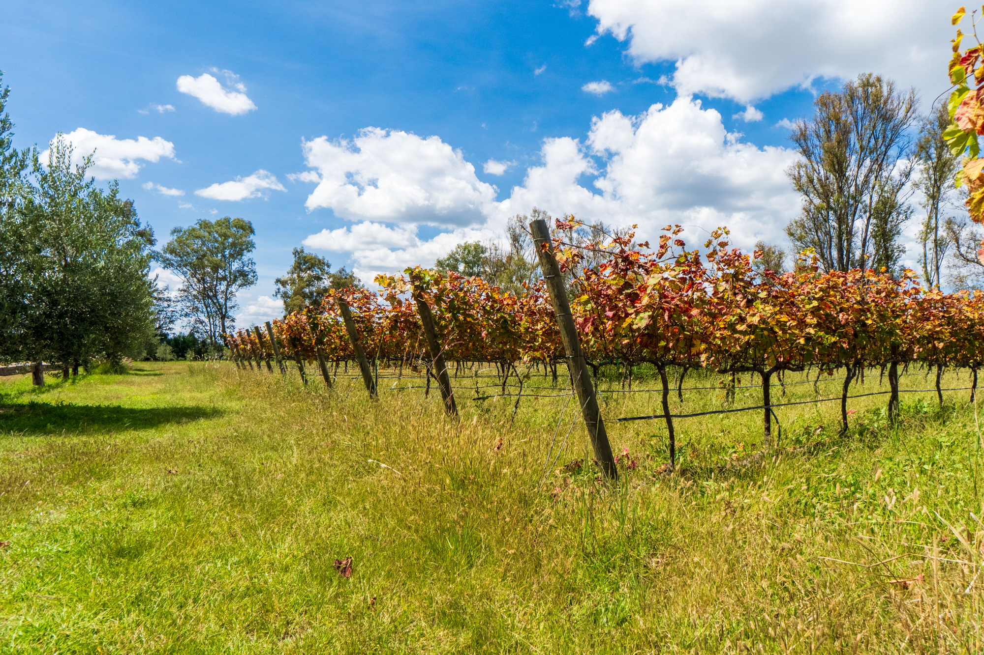  San Francisco Vineyards Lot 1 - 物件實景