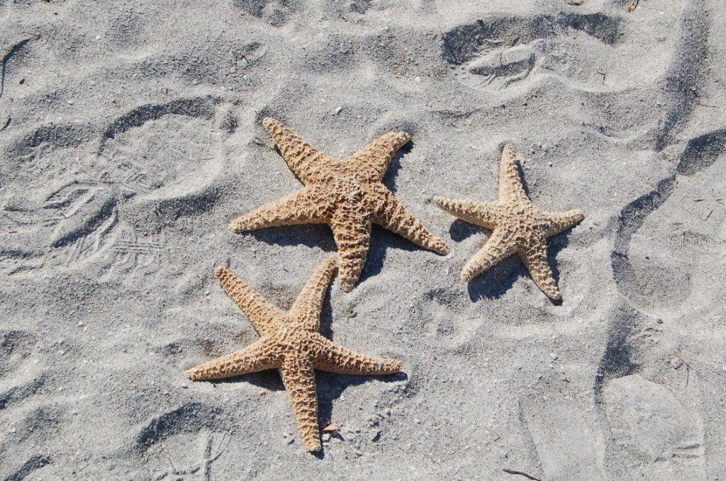 Longboat Key, Florida, 34228, United States, 3 Bedrooms Bedrooms, ,4 BathroomsBathrooms,Residential,For Sale,1962388