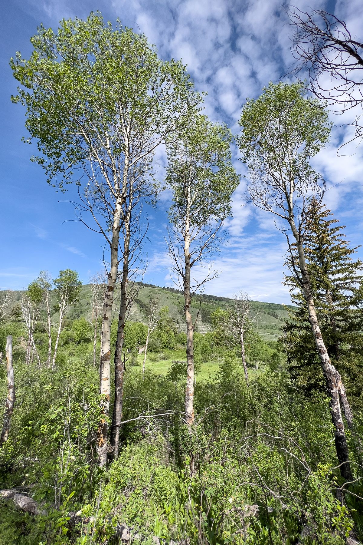 Rodeo Road - 物件實景