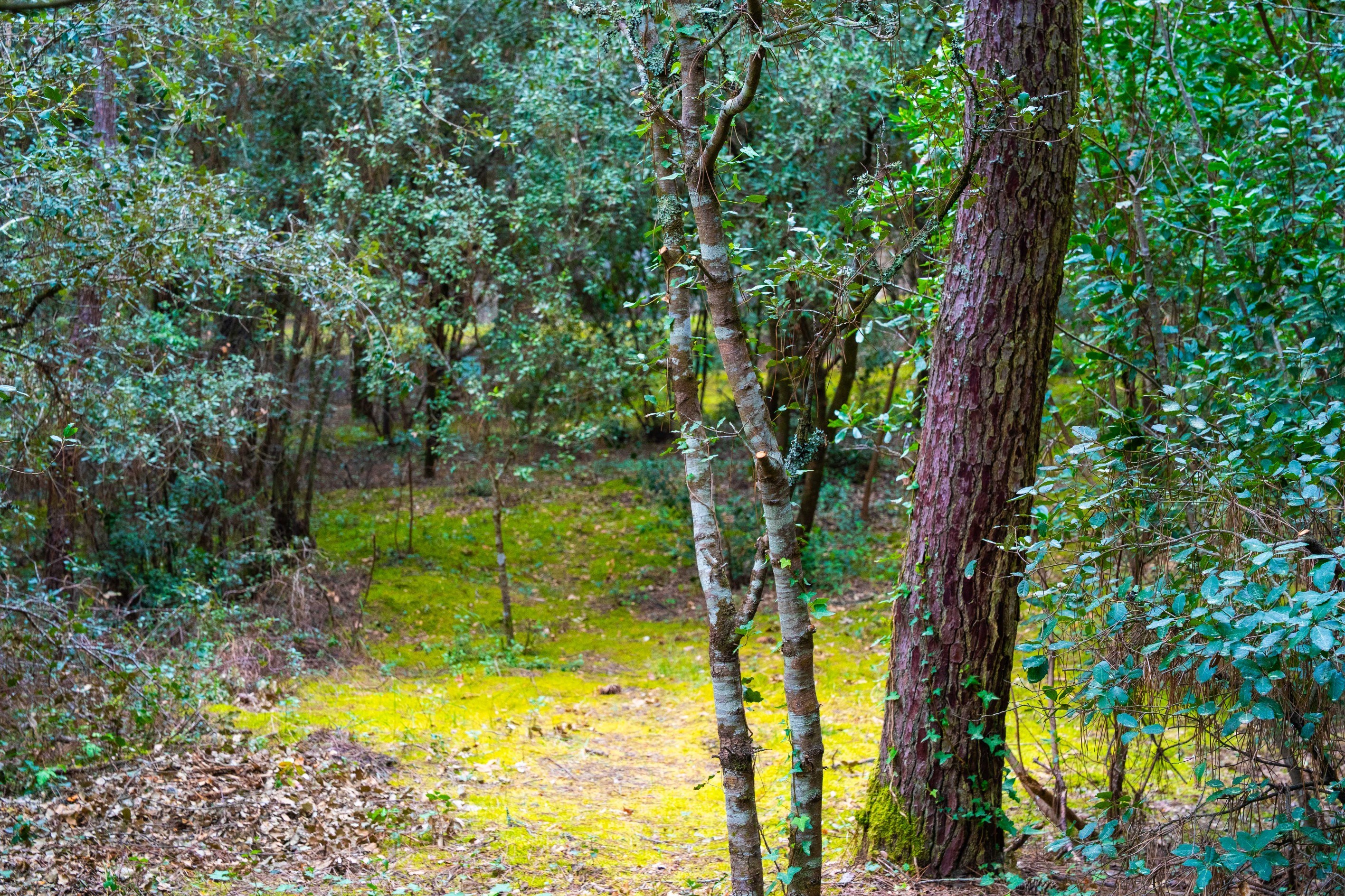  EXCEPTIONAL 1550 SQM PLOT PARK OF THE PALMYRE RESIDENCE - 物件實景