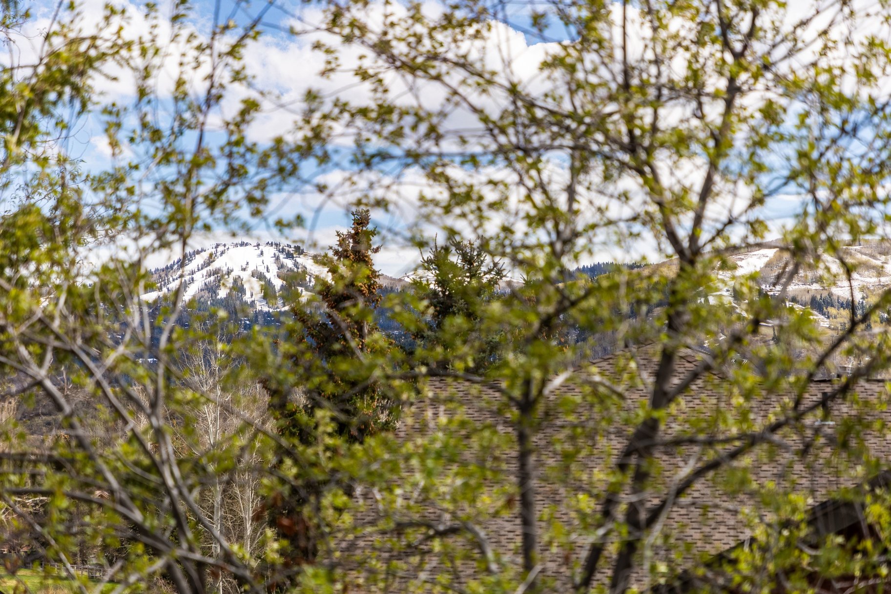  Light Filled Open Floor Plan with Great Outdoor Space - 物件實景