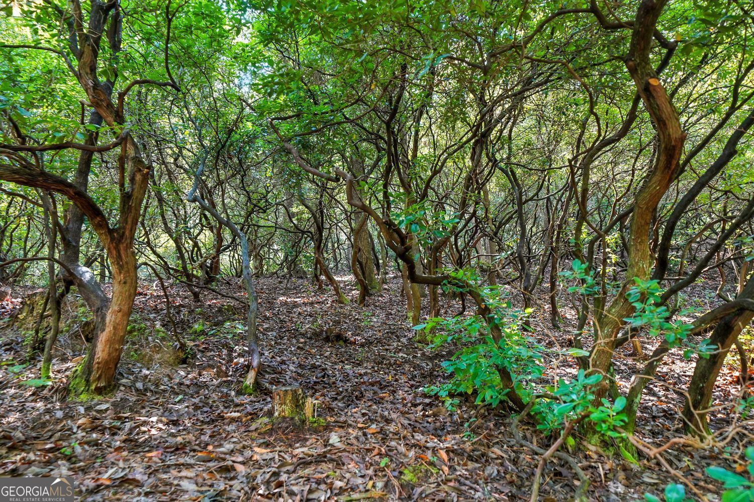 Waleska, Georgia, 30183, United States, ,Land,For Sale,1929808