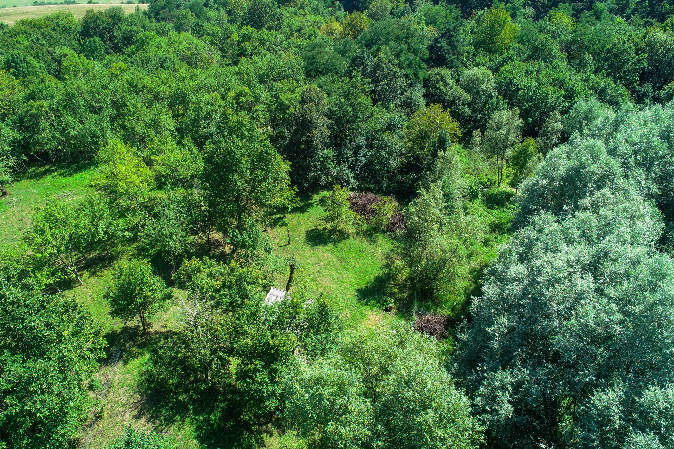  Restored Authentic Saxon House in Viscri, Between Heritage and Nature - 物件實景