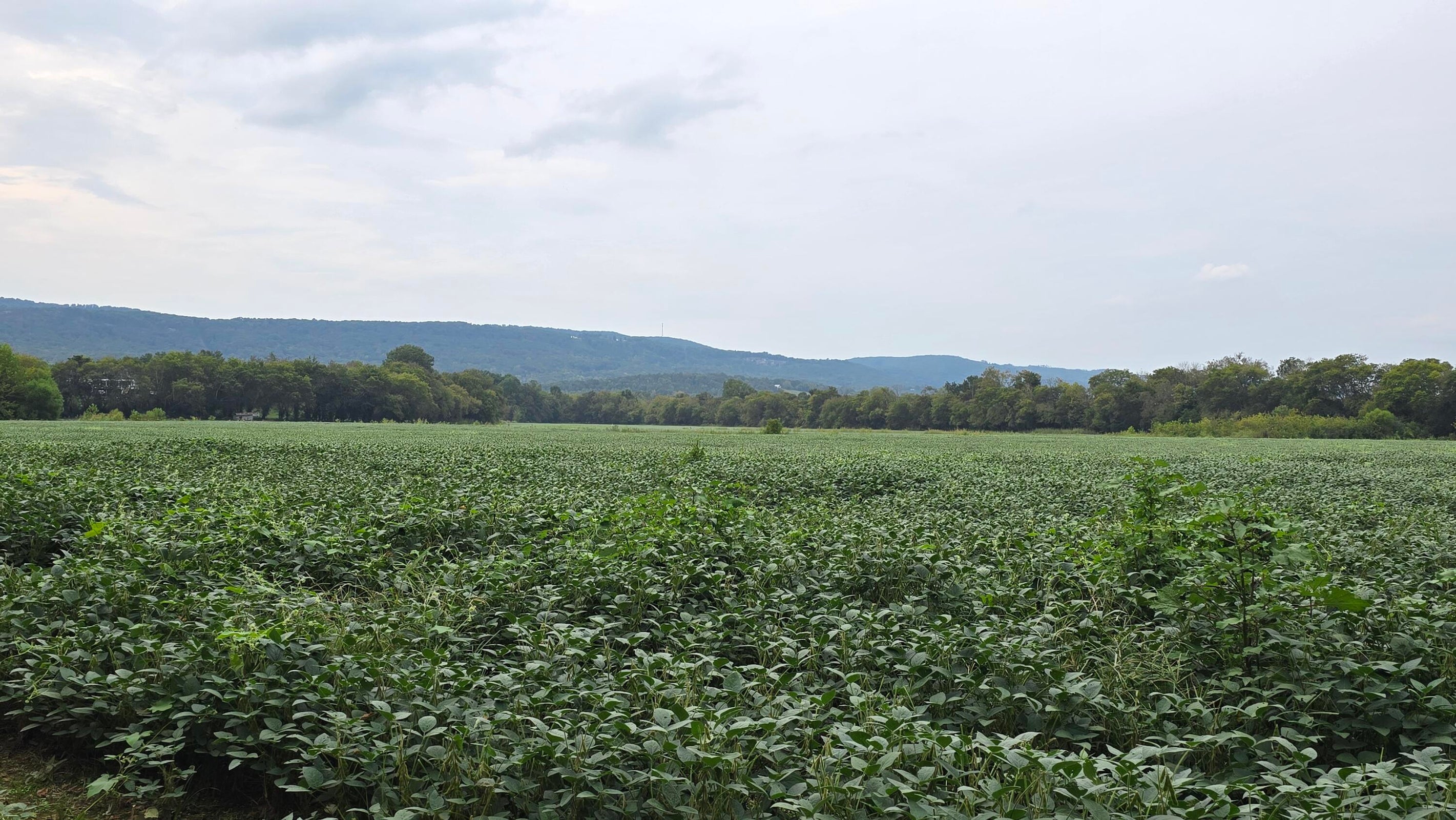 Pikeville, Tennessee, 37367, United States, ,Land,For Sale,1978902