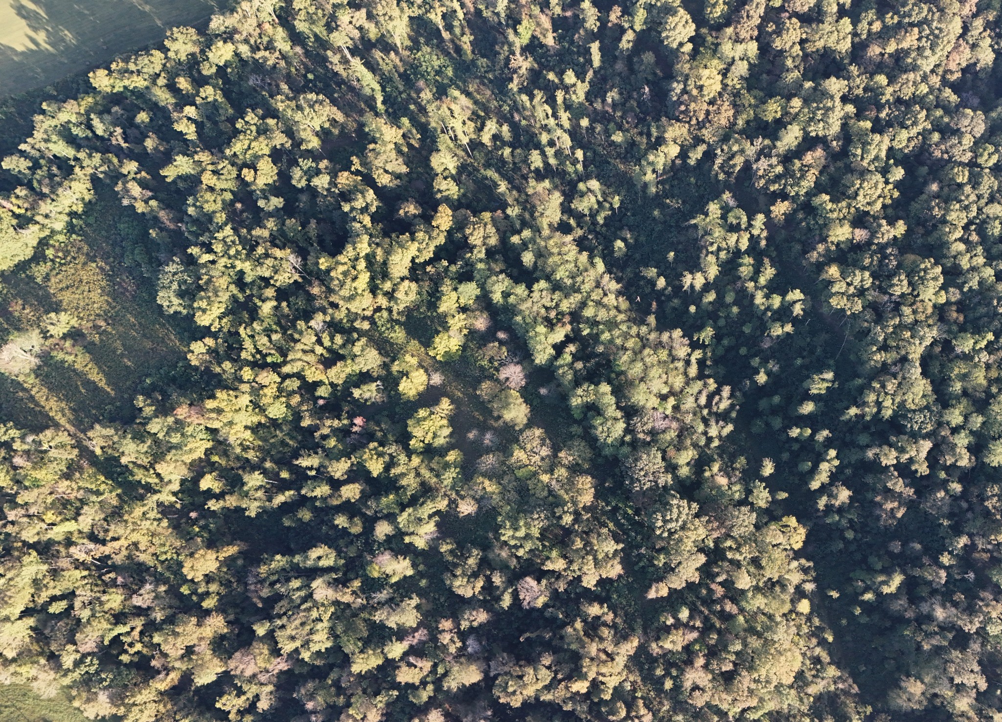 Lynchburg, Tennessee, 37388, United States, ,Land,For Sale,1982223