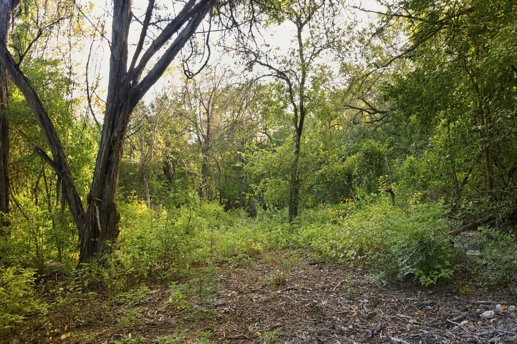  Private acreage in The Estates of Barton Creek - 物件實景