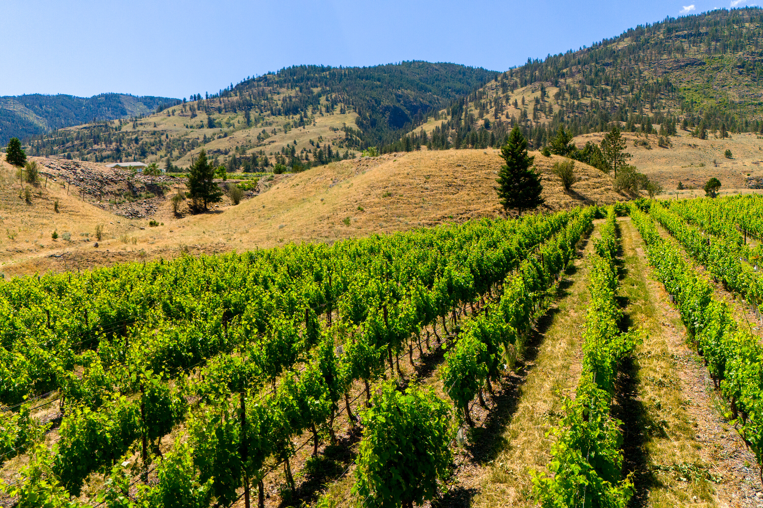  Lakefront Winery Receivership - 物件實景